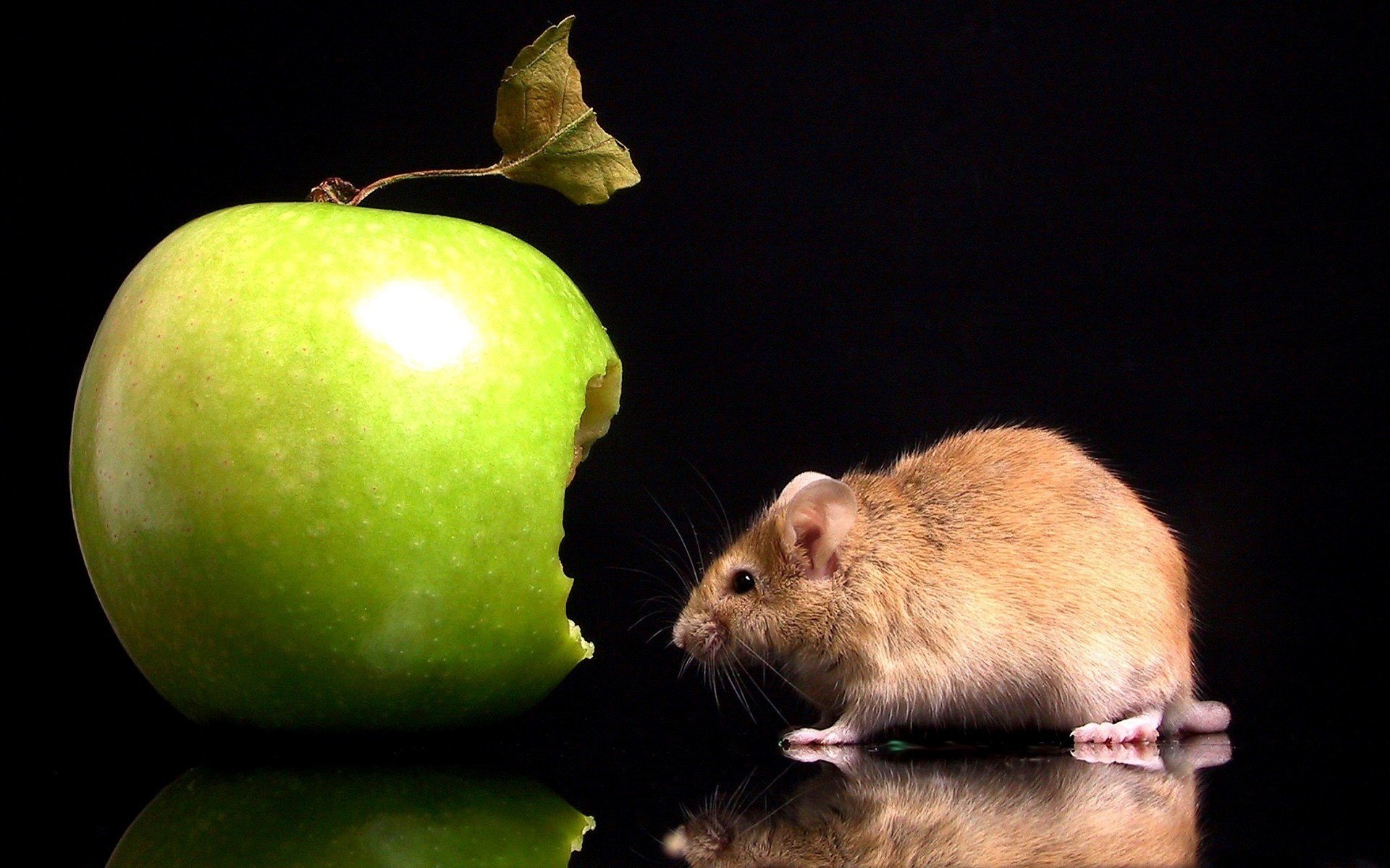 manzana verde ratón gris ojos roedores ojos