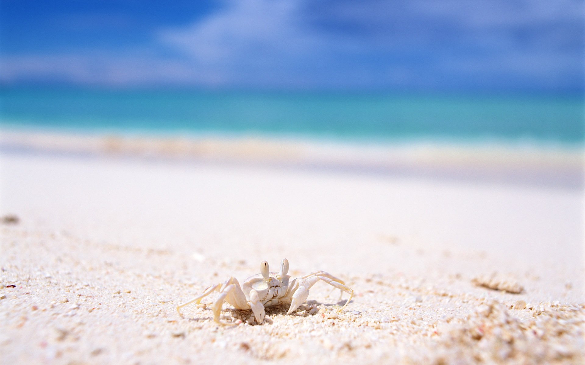 krabbe sonne sand licht amphibien sommer sonne hitze strand küste meer augen wolken