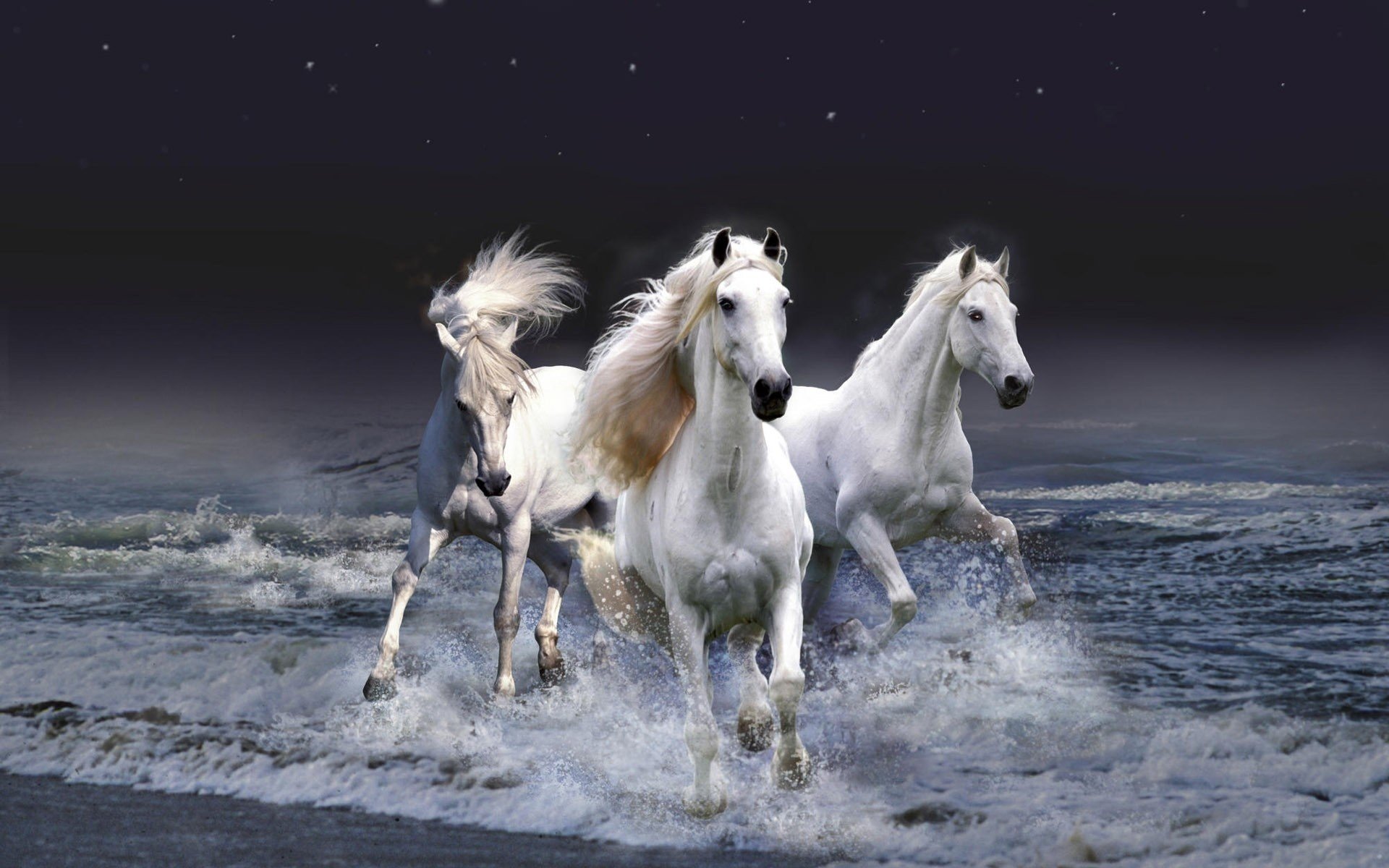 trois chevaux couleur blanche mer vagues ongulés