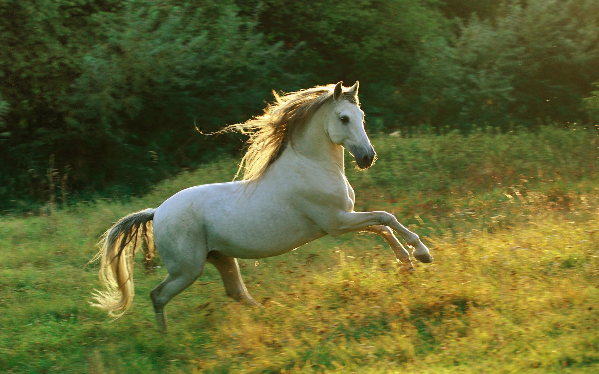 gioco del prato cavallo bianco luce del sole ungulati corsa velocità radura erba raggi del sole criniera cavallo cavallo stallone