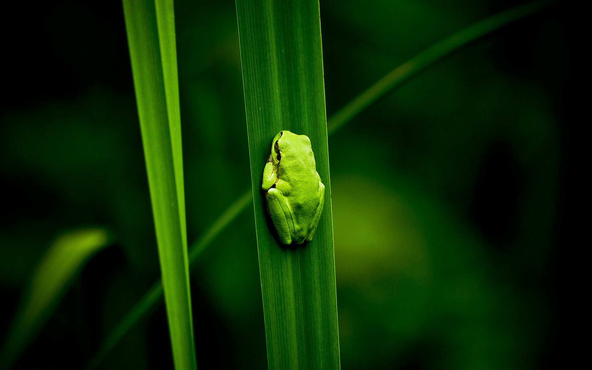 frosch aufrechte position grün gras krümel amphibien blütenblatt gras