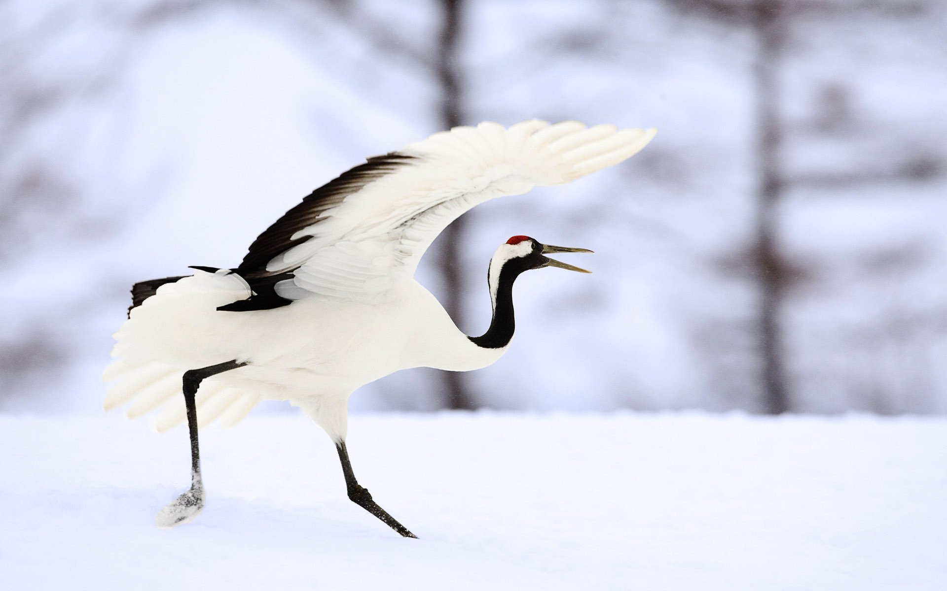 blanco y negro nieve coloración grulla aves alas grito invierno plumas