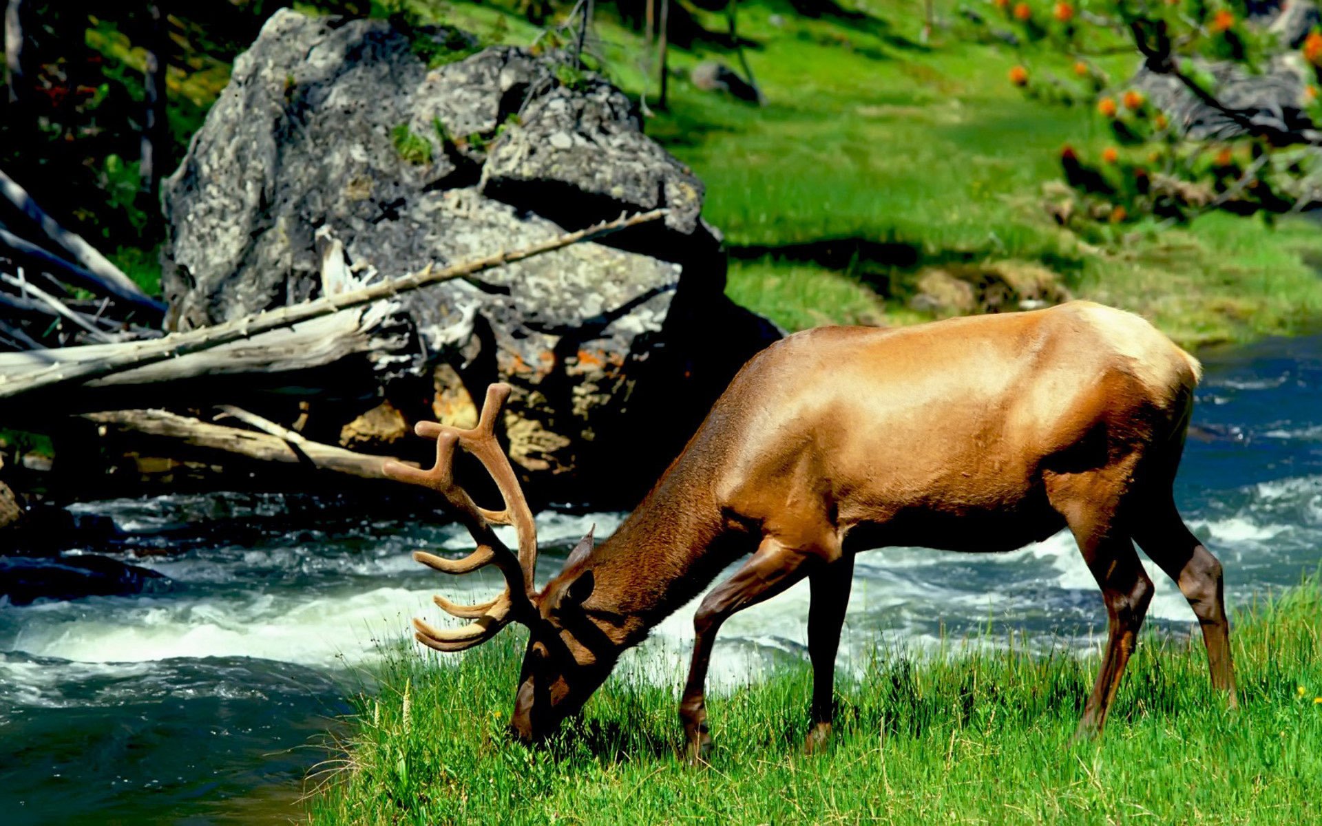 tierwelt elch funkeln hörner huftiere erde gras landschaft wasser strom fluss steine