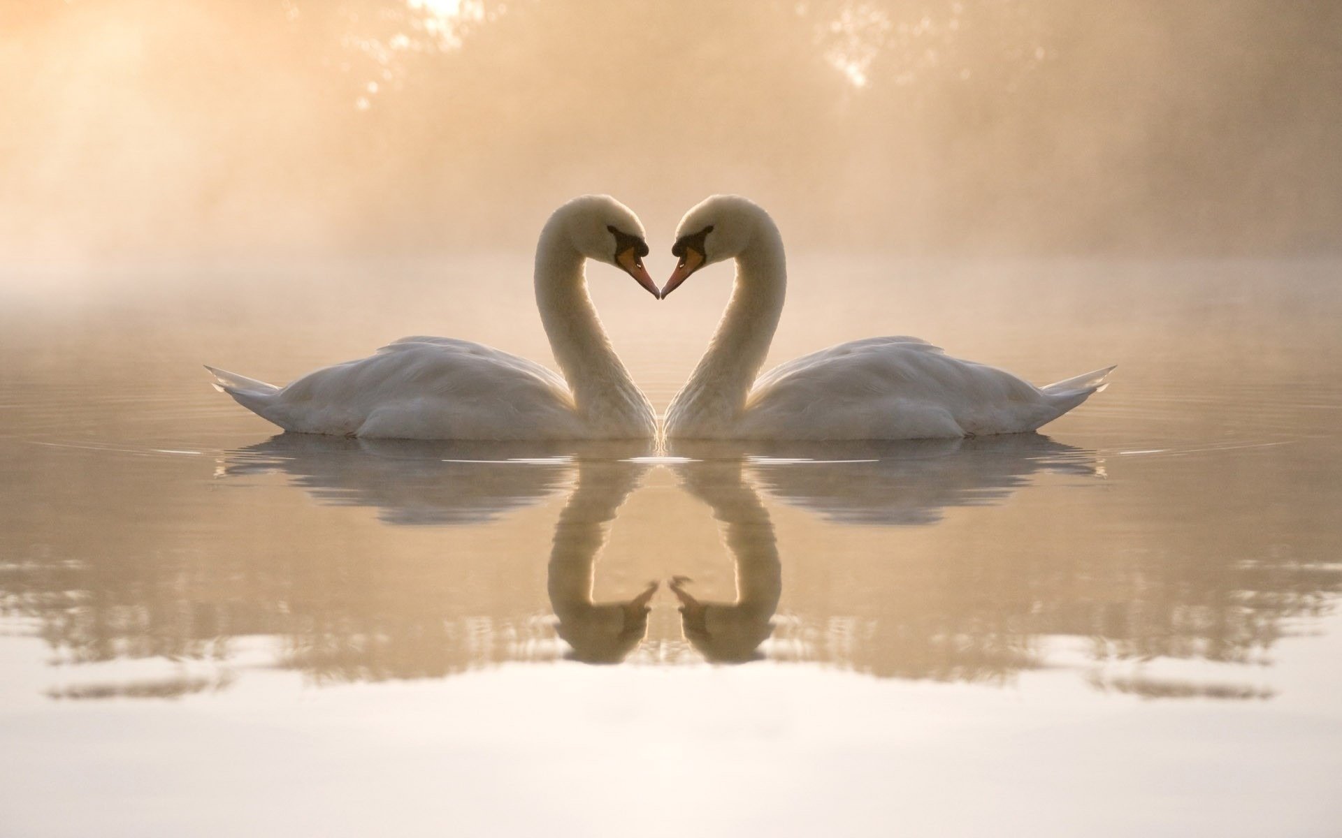 cygnes coeur lac réflexion amour oiseaux eau brouillard sentiments forêt arbres à plumes