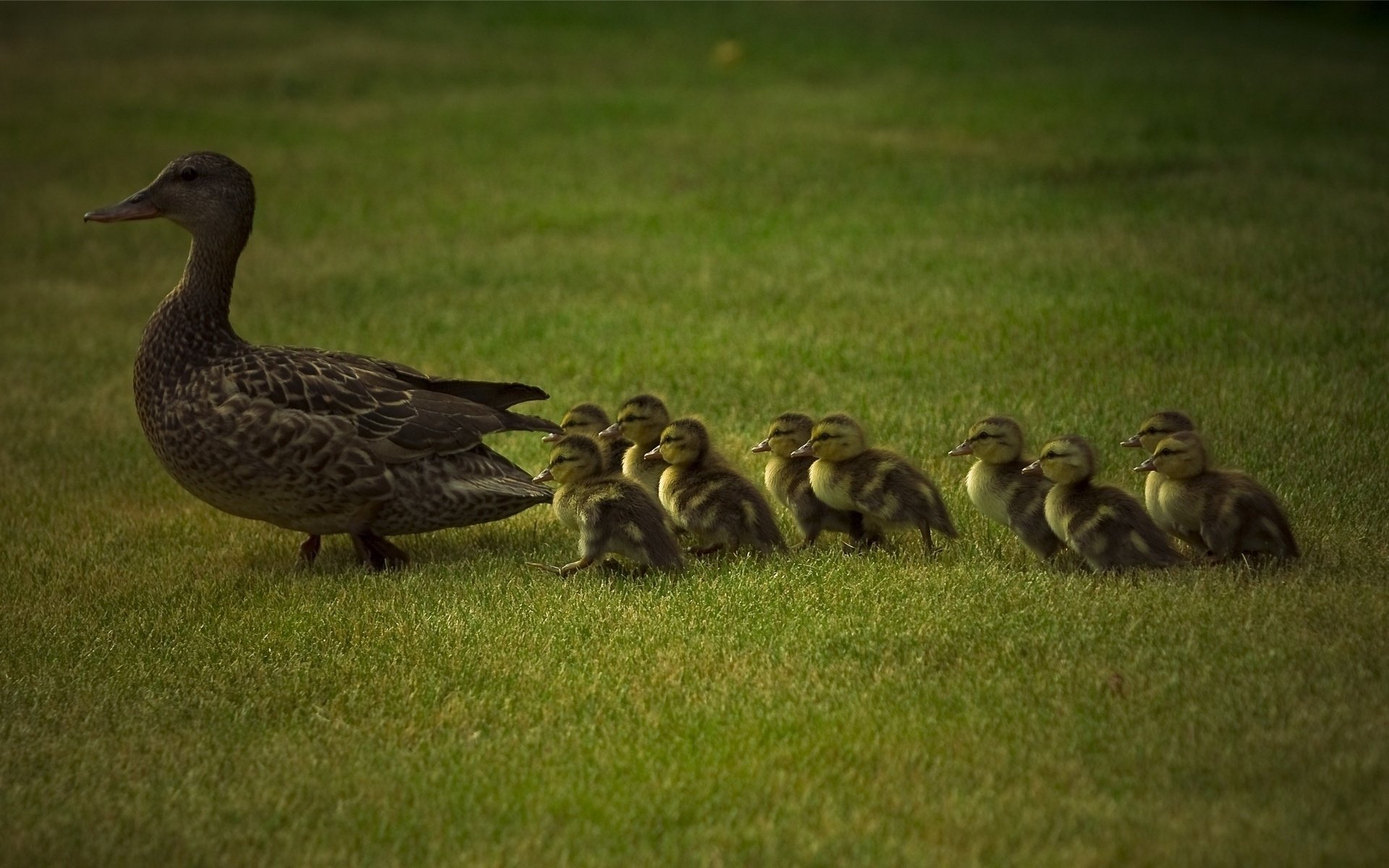 mamá y niños pequeños patos hierba verde infancia familia aves plumas