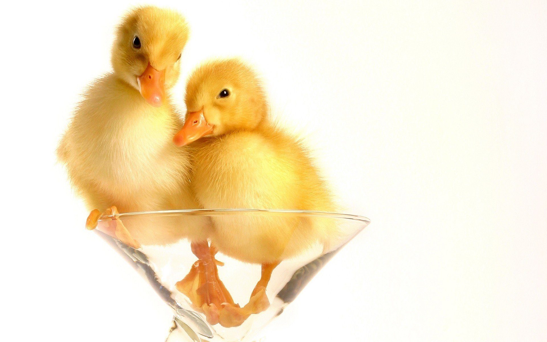 estrellas en un vaso patitos migas vidrio pájaros vista copa de vino plumas