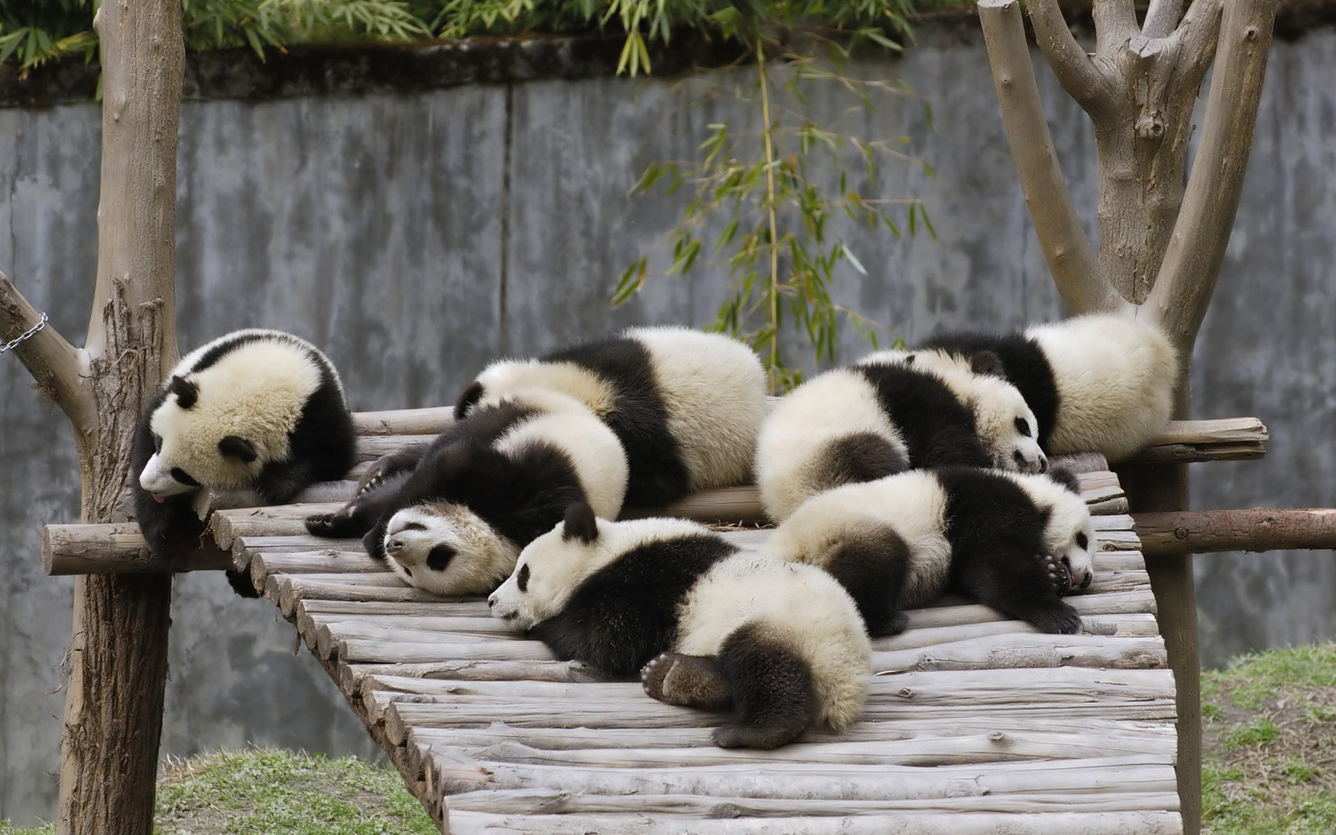 ours couché pandas quai enfants arbre ours