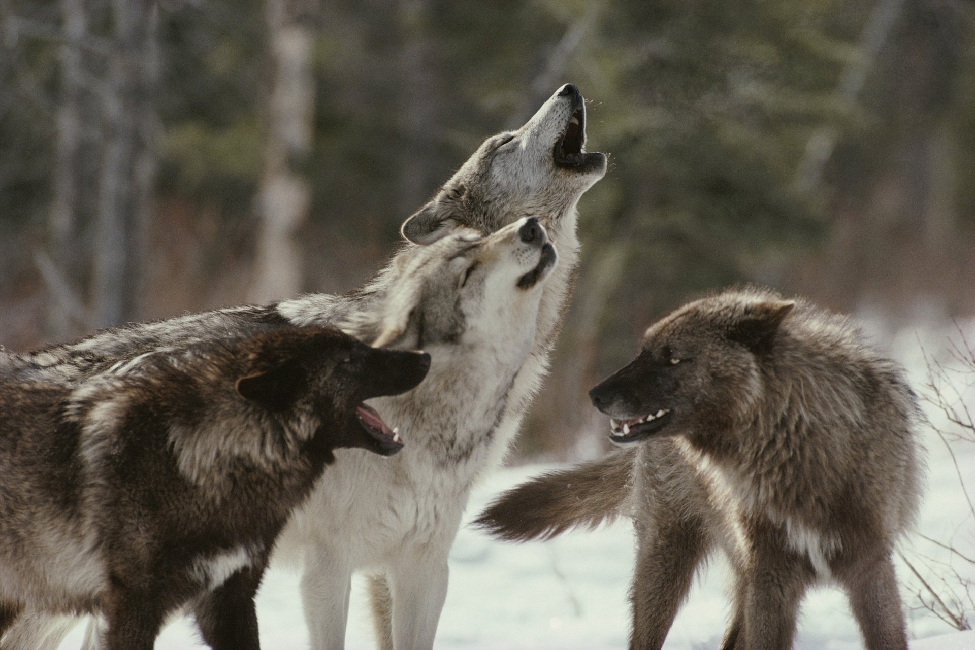 ghigno formidabile branco di lupi ululato predatori rabbia vista branco foresta inverno neve alberi lupi ghigno