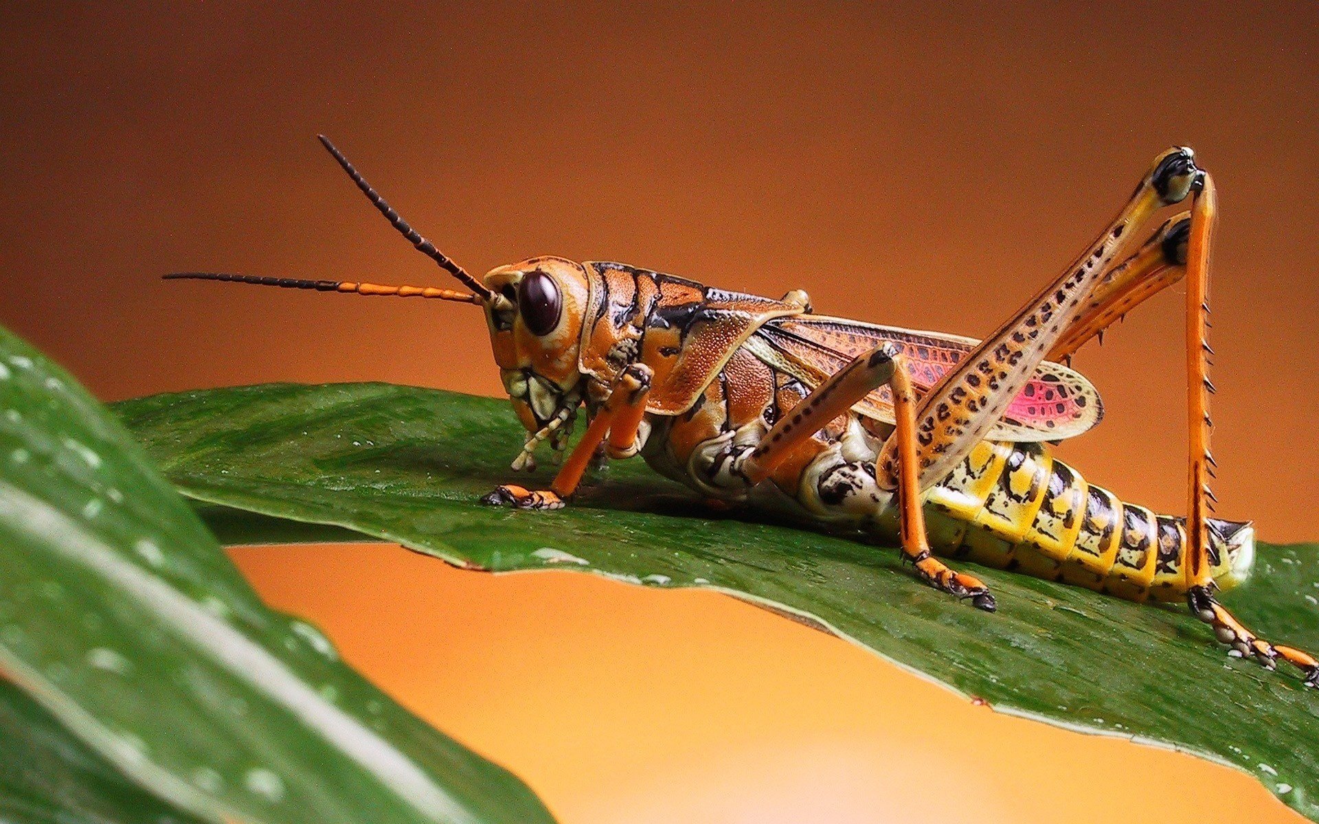 heuschrecke braune farbe grünes blatt insekten