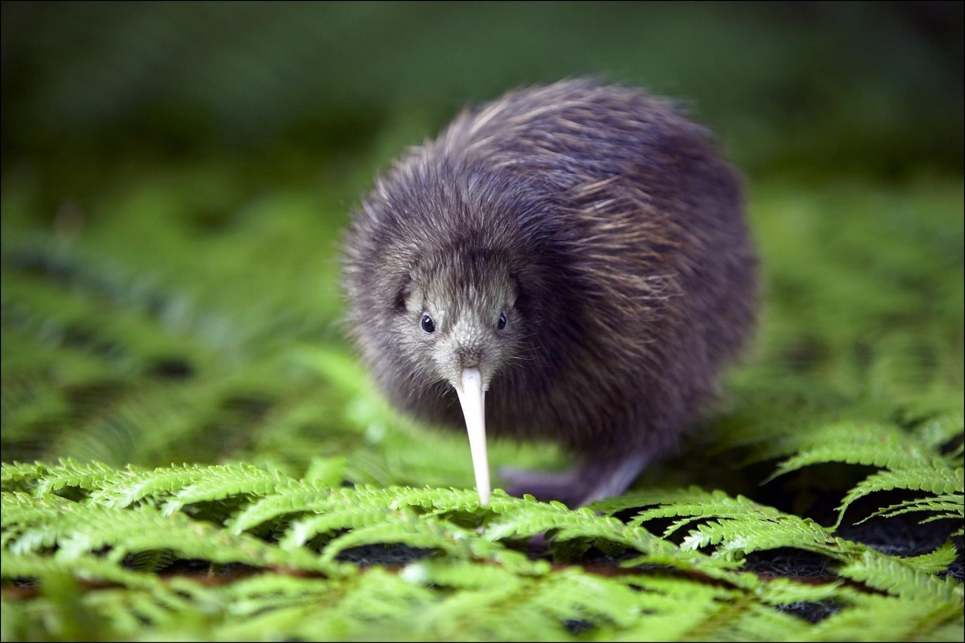 becco lungo uccello lanugine foglie kiwi