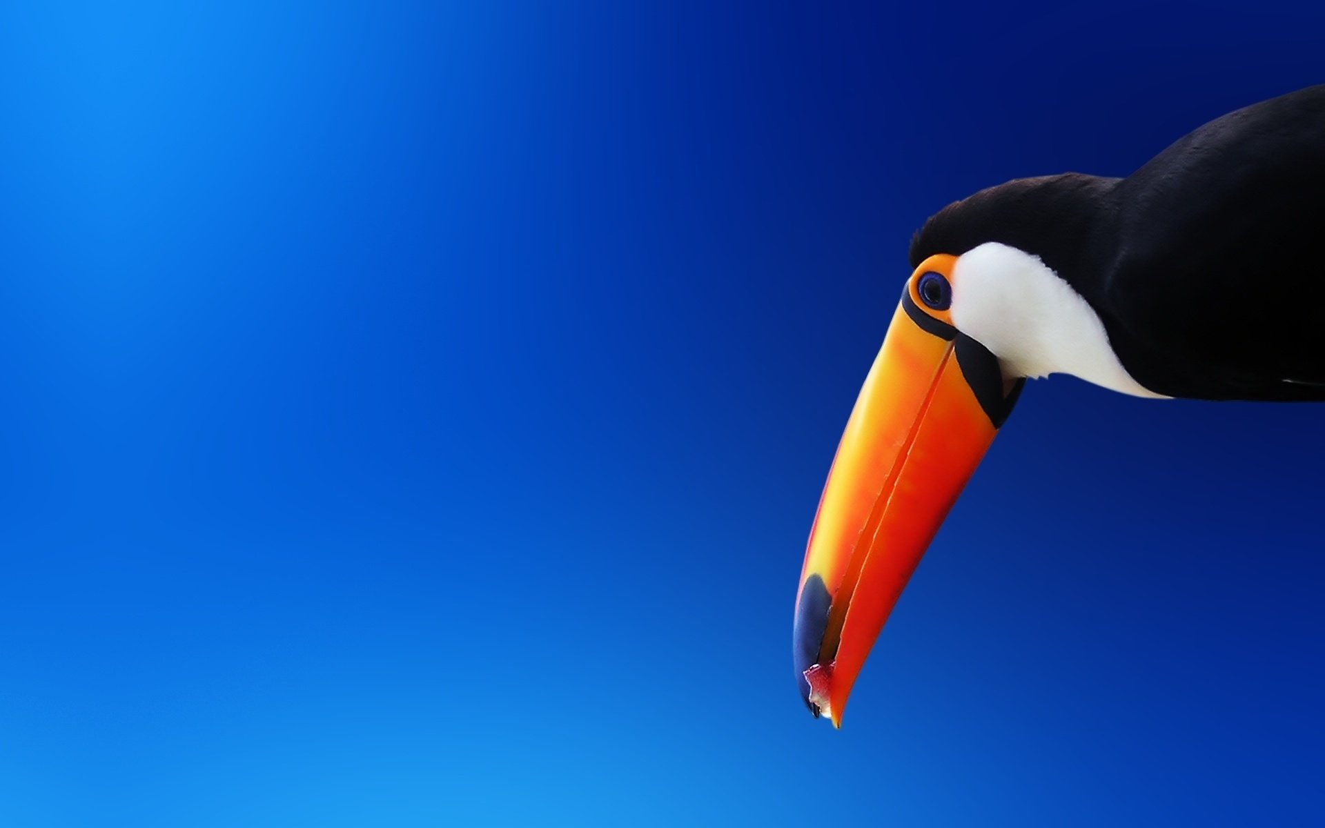 orange beak toucan bird blue bird