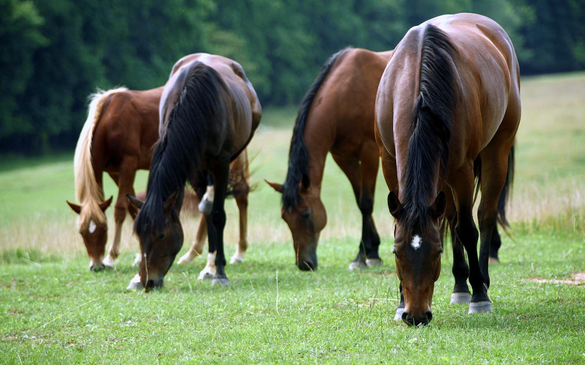 comida caballos marrón hierba ungulados tierra melena bosque claro árboles