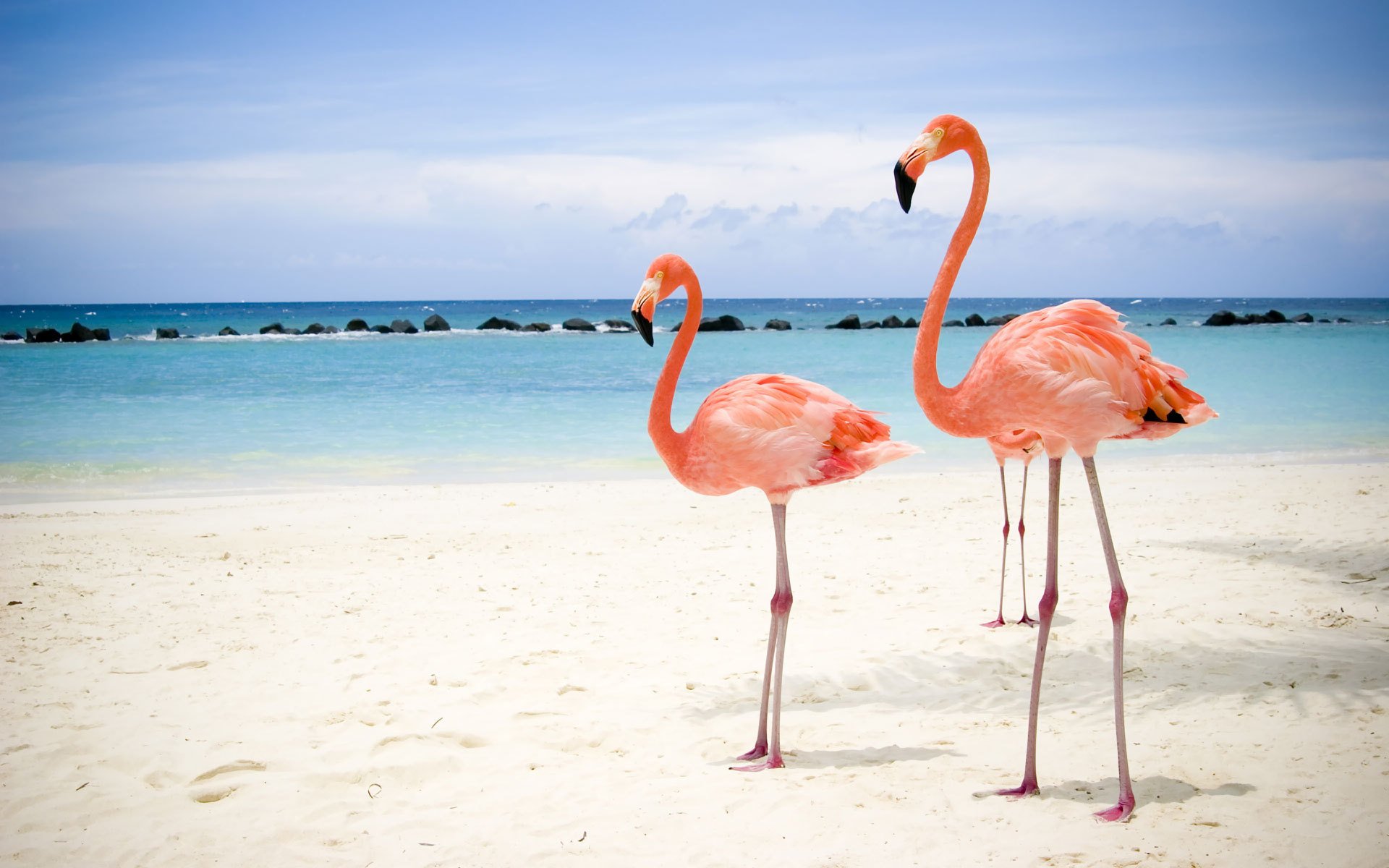 flamants roses plage mer beautés oiseaux à plumes