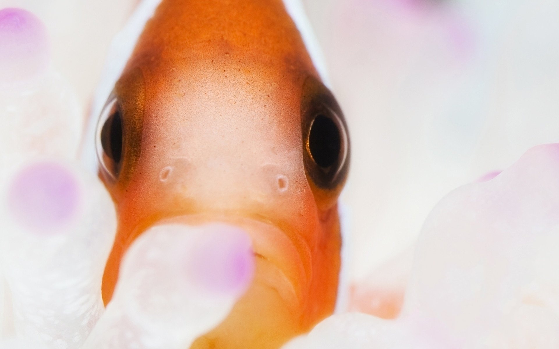 couleur yeux noirs close-up gros plan poisson sauvagine vue yeux aquarium poisson rouge monde sous-marin