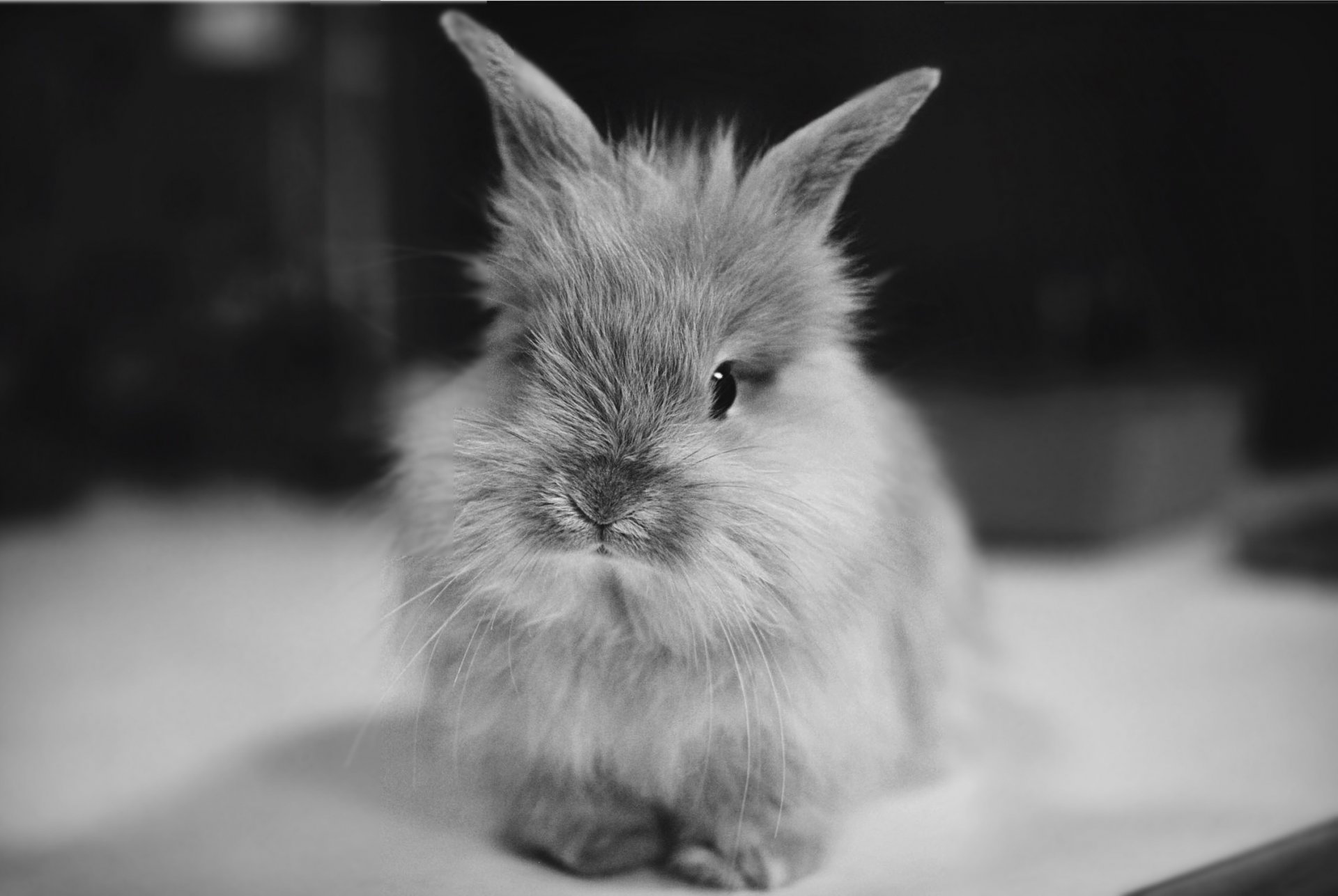 criatura peluda pequeño conejo orejas roedor foto mirada blanco negro