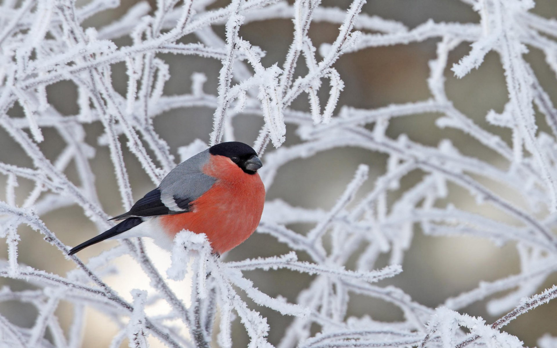 frozen branches red breast bird bullfinch birds feathered frost winter branche