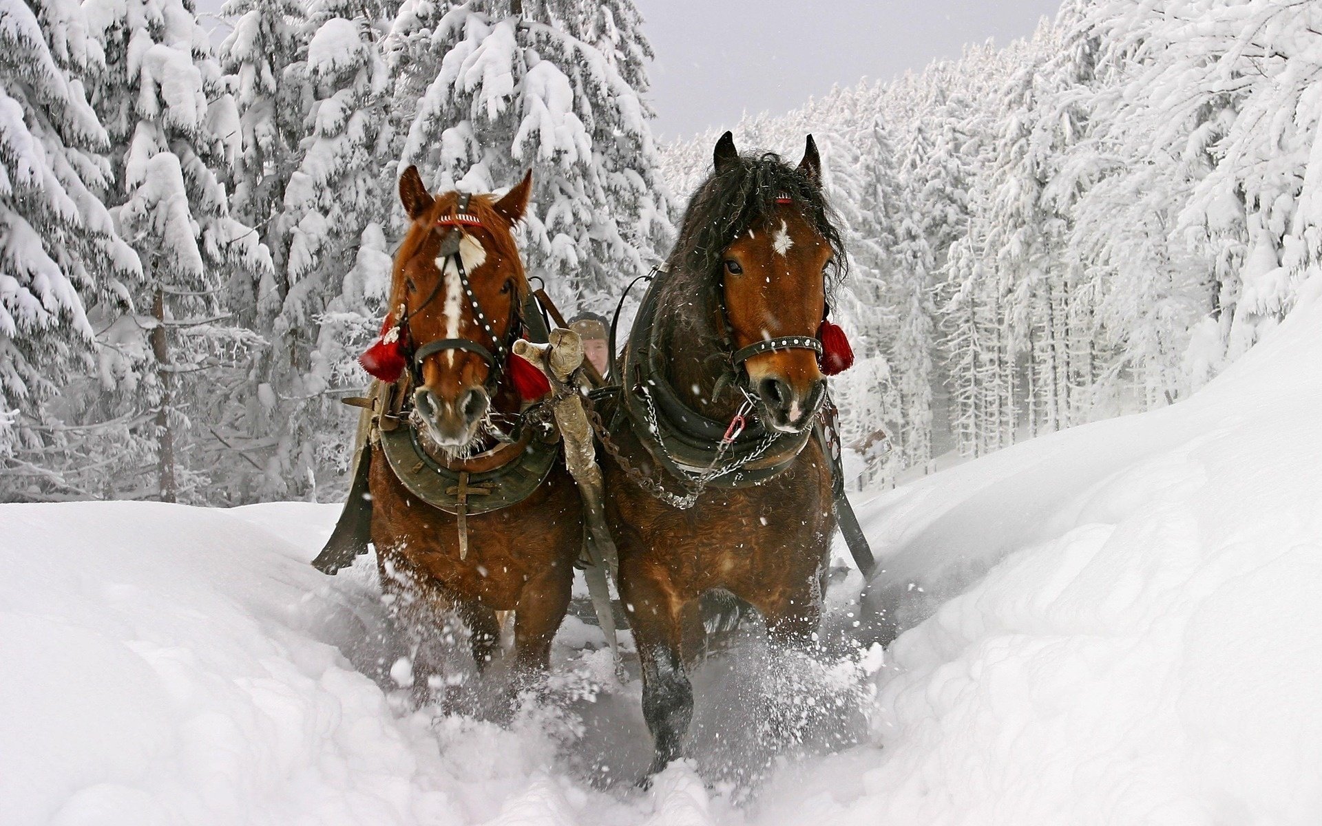 bells cart winter bells horses snow ungulates speed movement pagorbs forest fir trees mountain