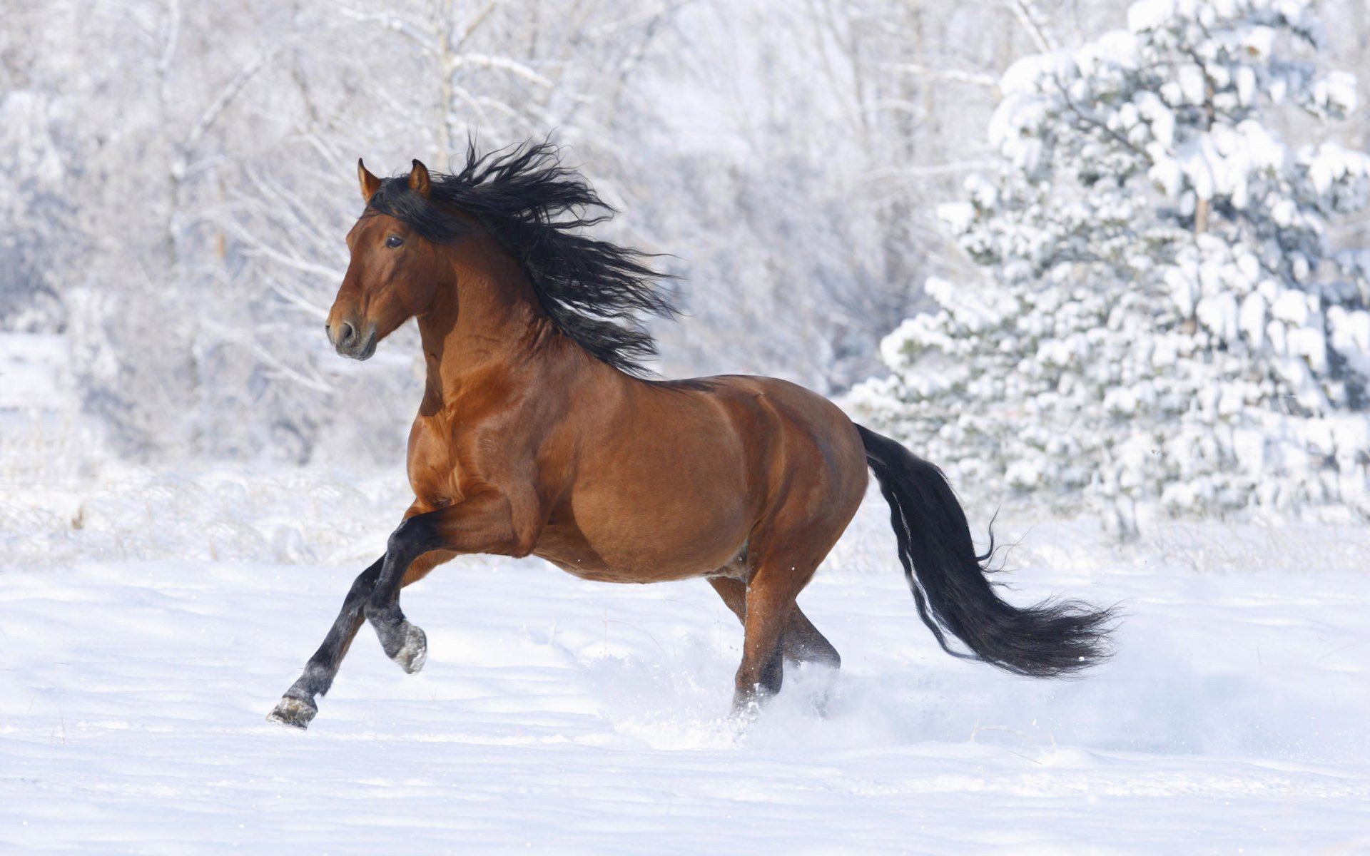 cheval brun longue crinière hiver neige ongulés chevaux nid