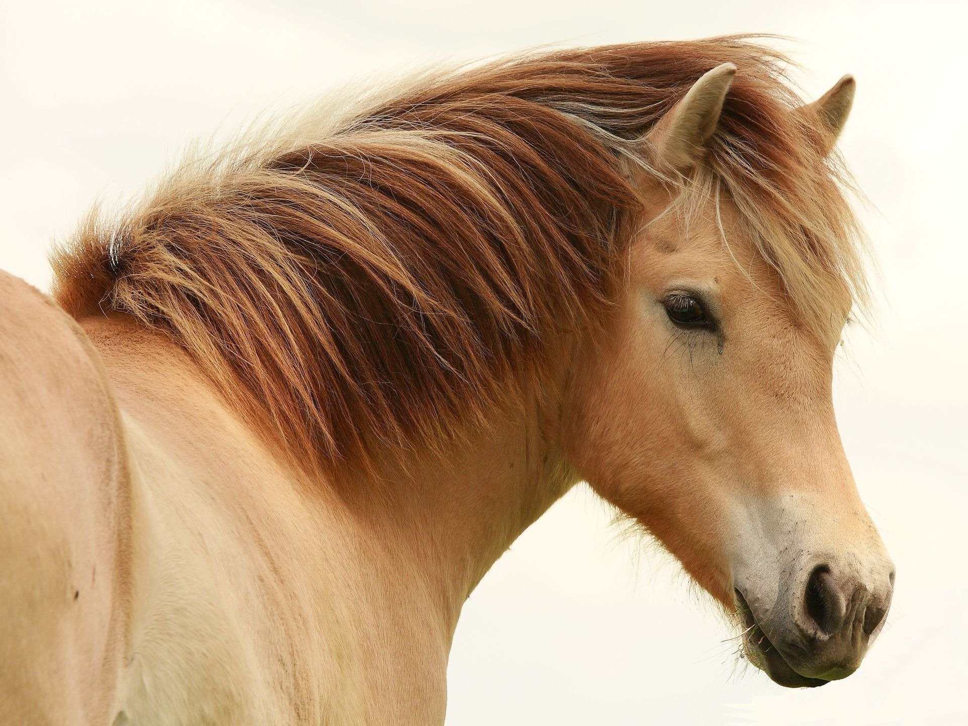 caballo raza melena beige ungulados fondo blanco mirada