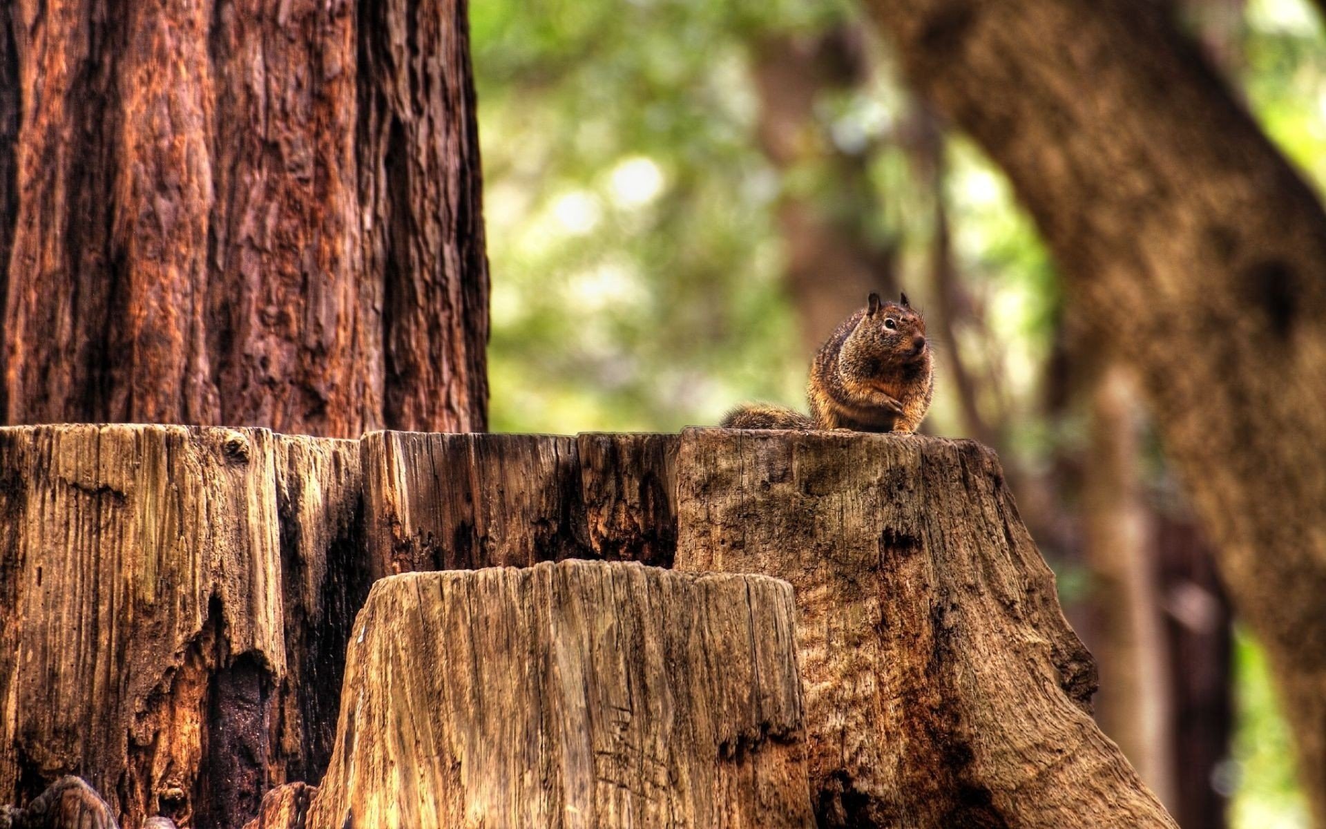 canapa scoiattolo foresta animali