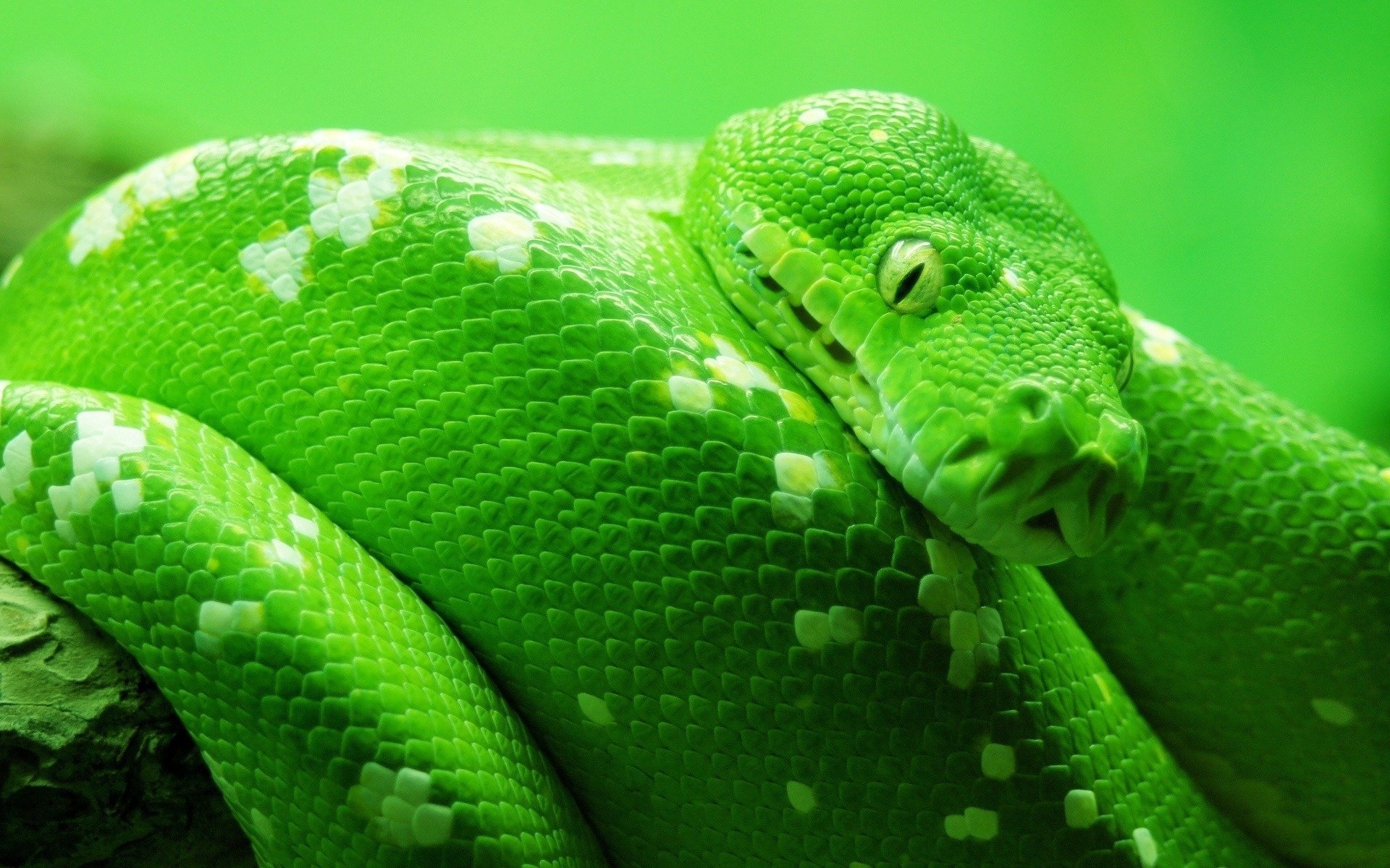 grüne schlange augen schuppen plasma blick boa