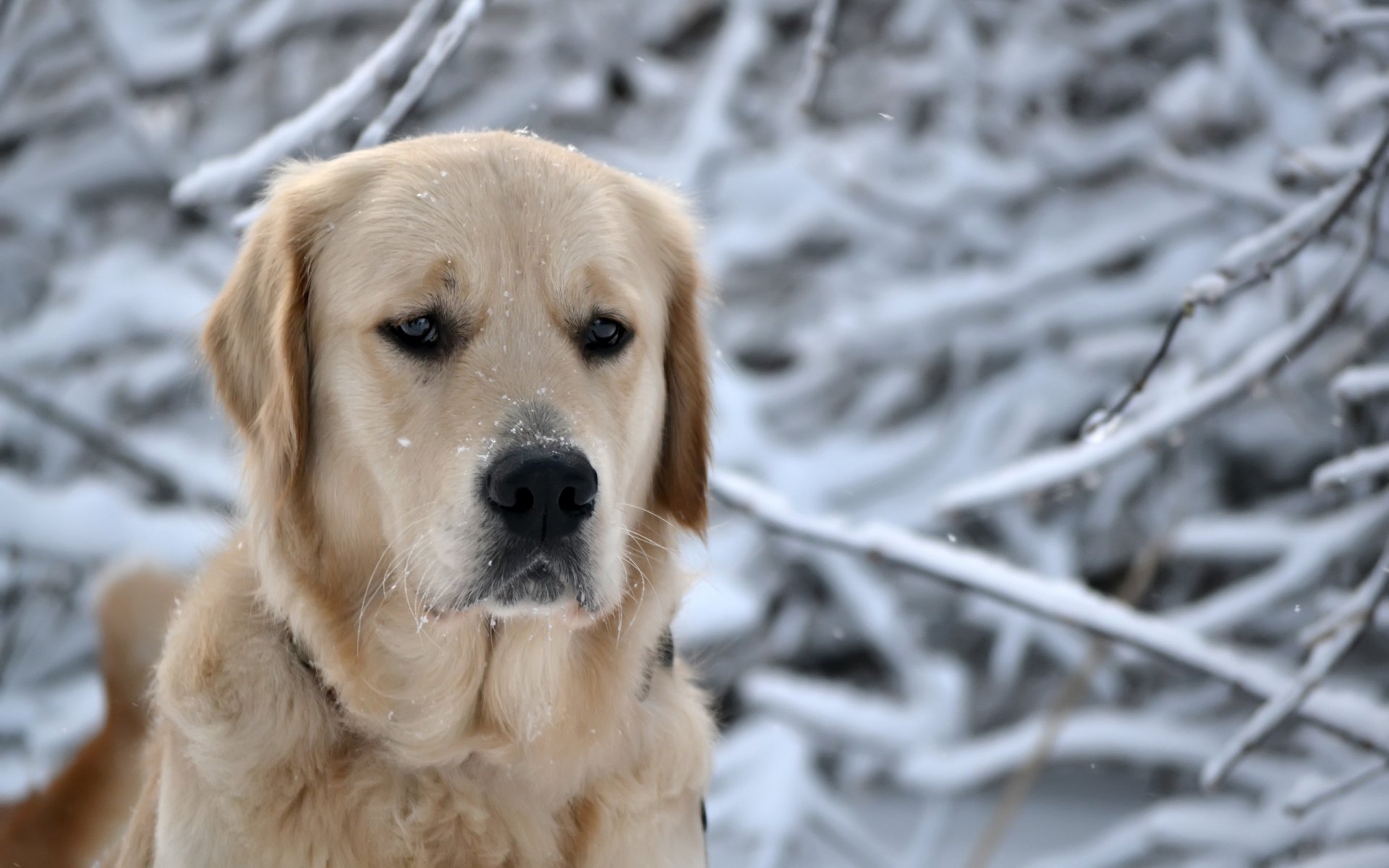 hiver nature forêt neige chien chien tête flocons de neige museau race retriever nez yeux regard