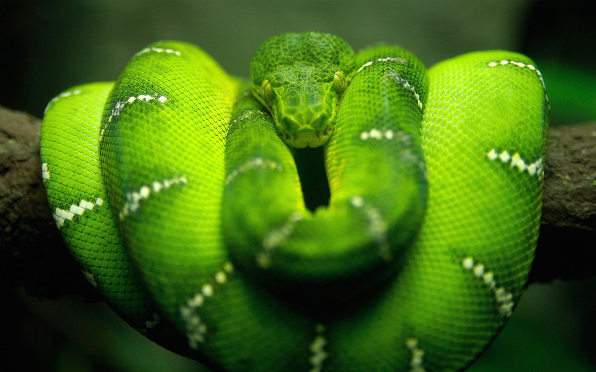 grüne haut auf einem ast schlange plasma blick