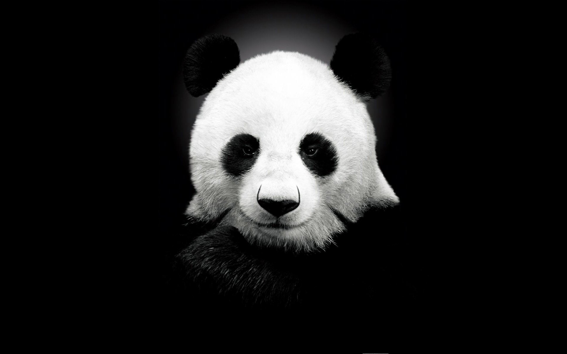 blanco y negro panda cara orejas osos