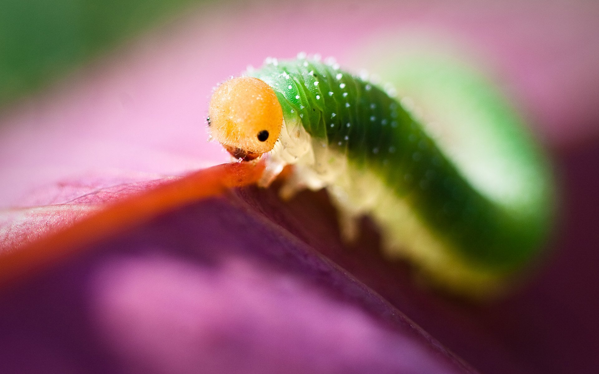 tête jaune corps vert larve faux-nez scie chenille pétale macro fond violet