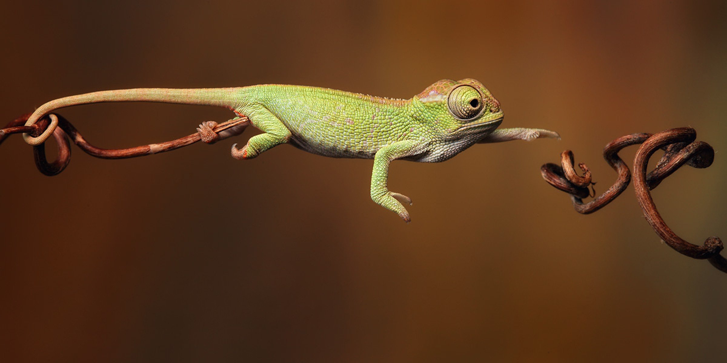 créature verte mig caméléon saut brindille vitesse photo