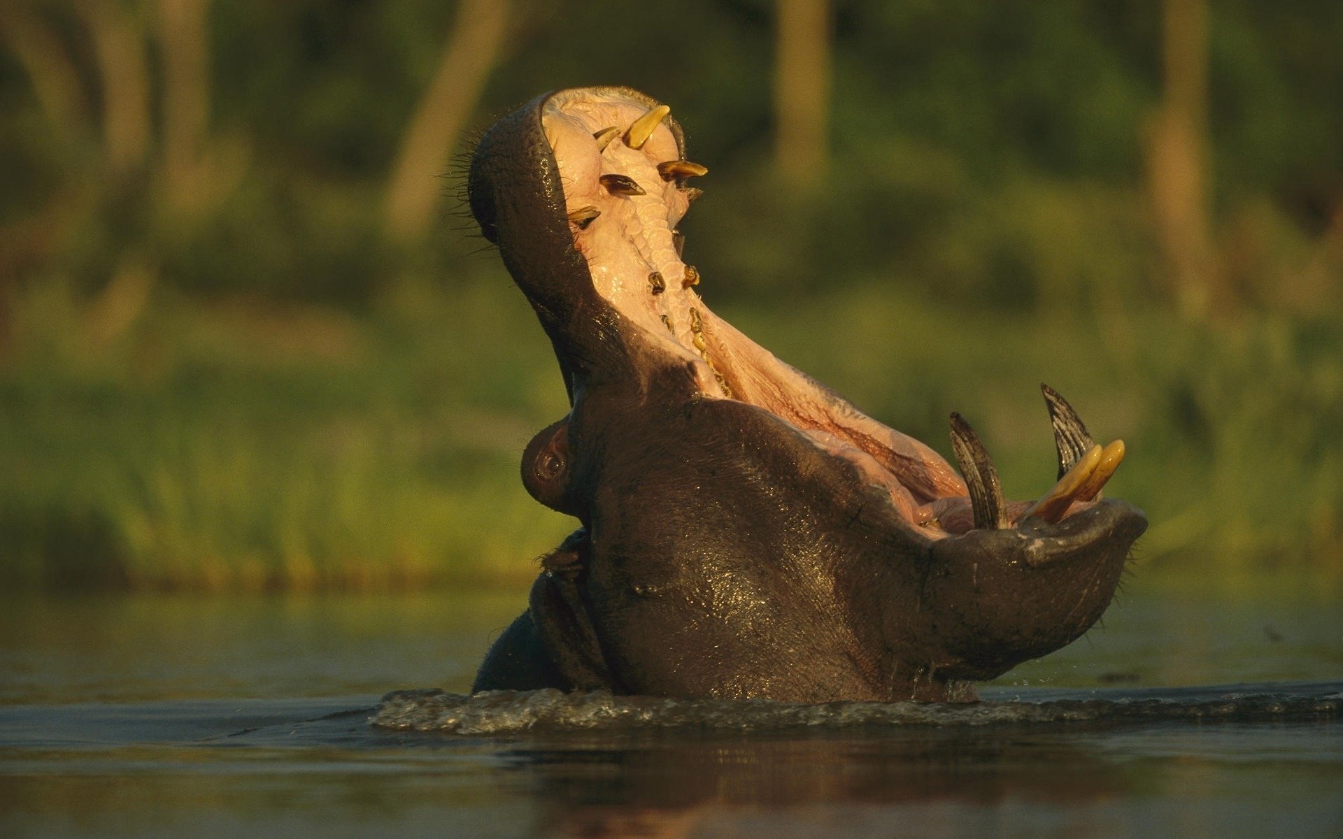 hippopotame bouche ouverte rivière dents hippopotame bouche nature forêt bête eau