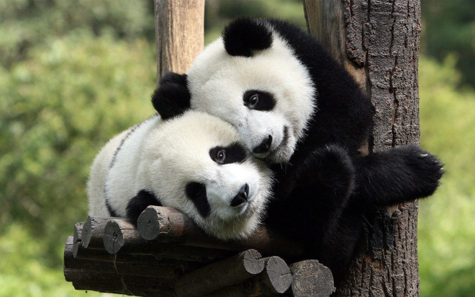 manteaux de fourrure noir et blanc pandas ours amitié regard yeux ours panda