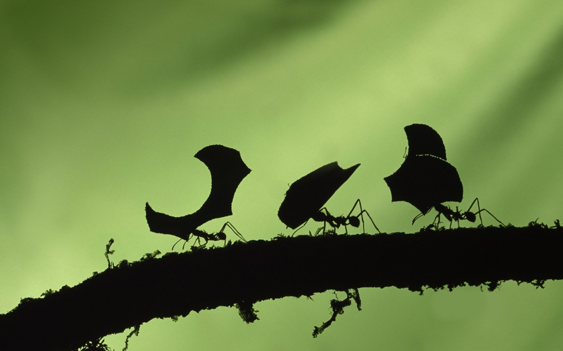 pequeñas criaturas sombras ramita hormigas fondo verde trabajo movimiento tierra