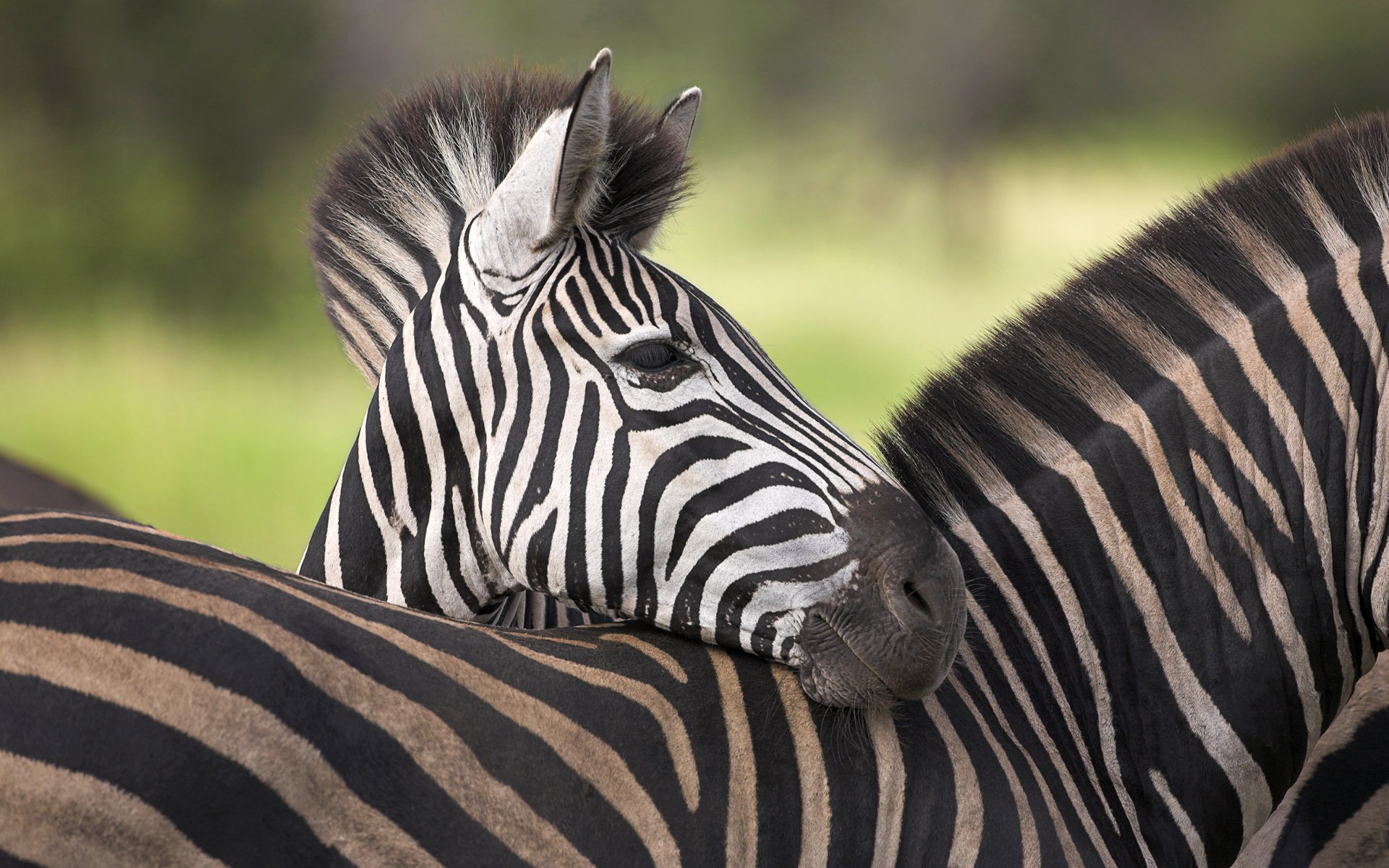 mamma e bambino africa zebre natura ungulati schiena strisce giungla animali muso foto orecchie