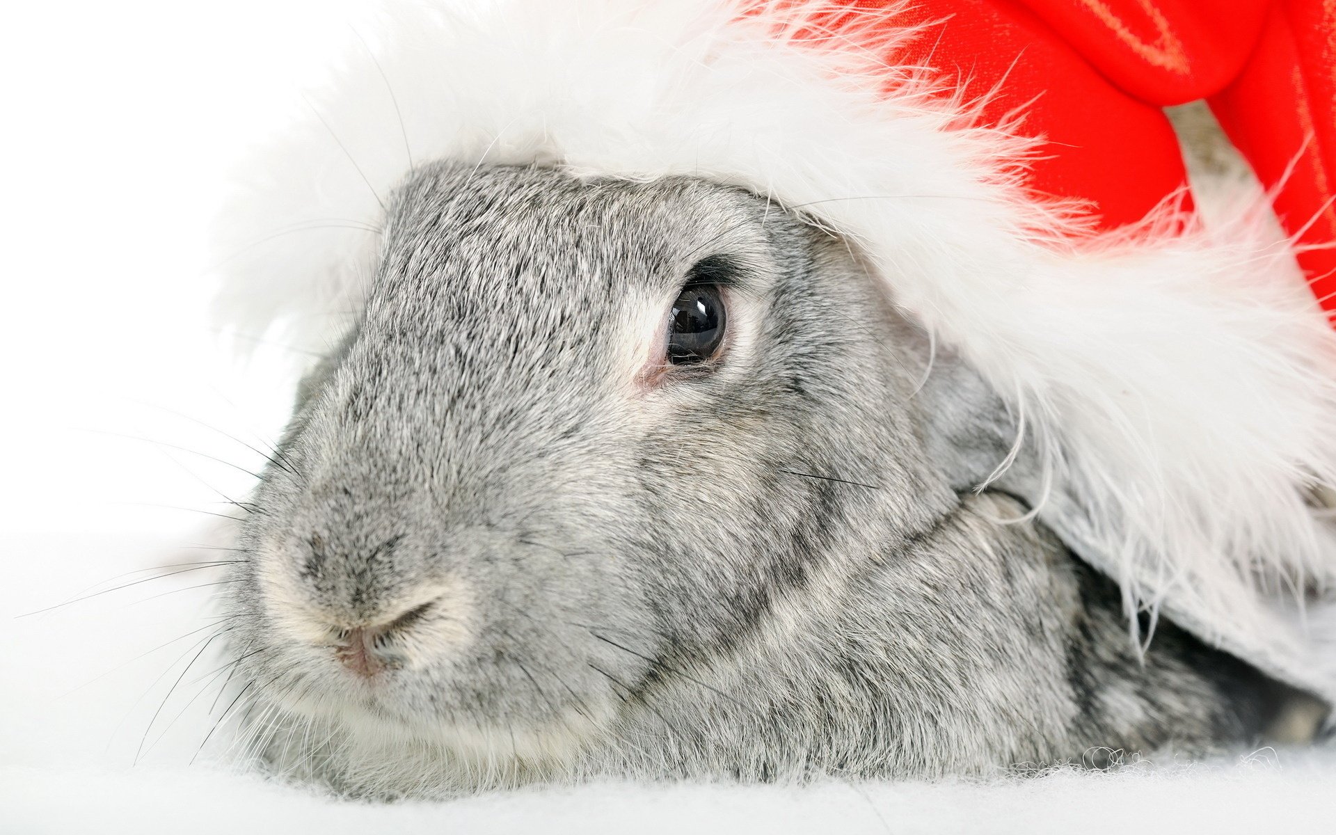 chapeau rouge chapeau de noël moelleux manteau gris yeux noirs regard lapin