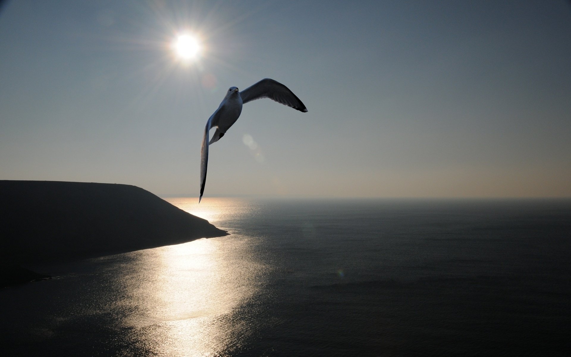 flowering seashore flight seagull birds bird