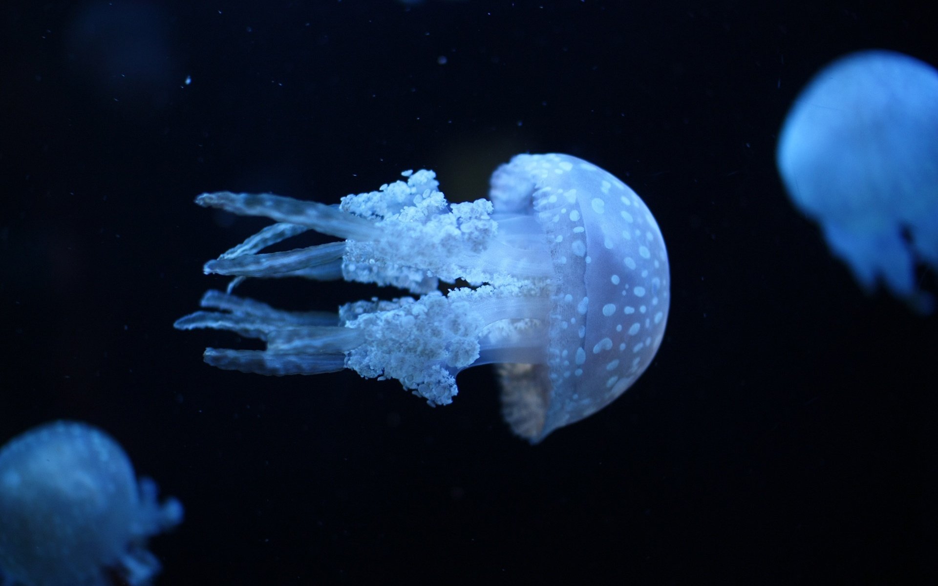 schwarzviolett killerquallen quallen blaues leuchten wasservögel wasser schwarzer hintergrund foto unterwasserwelt