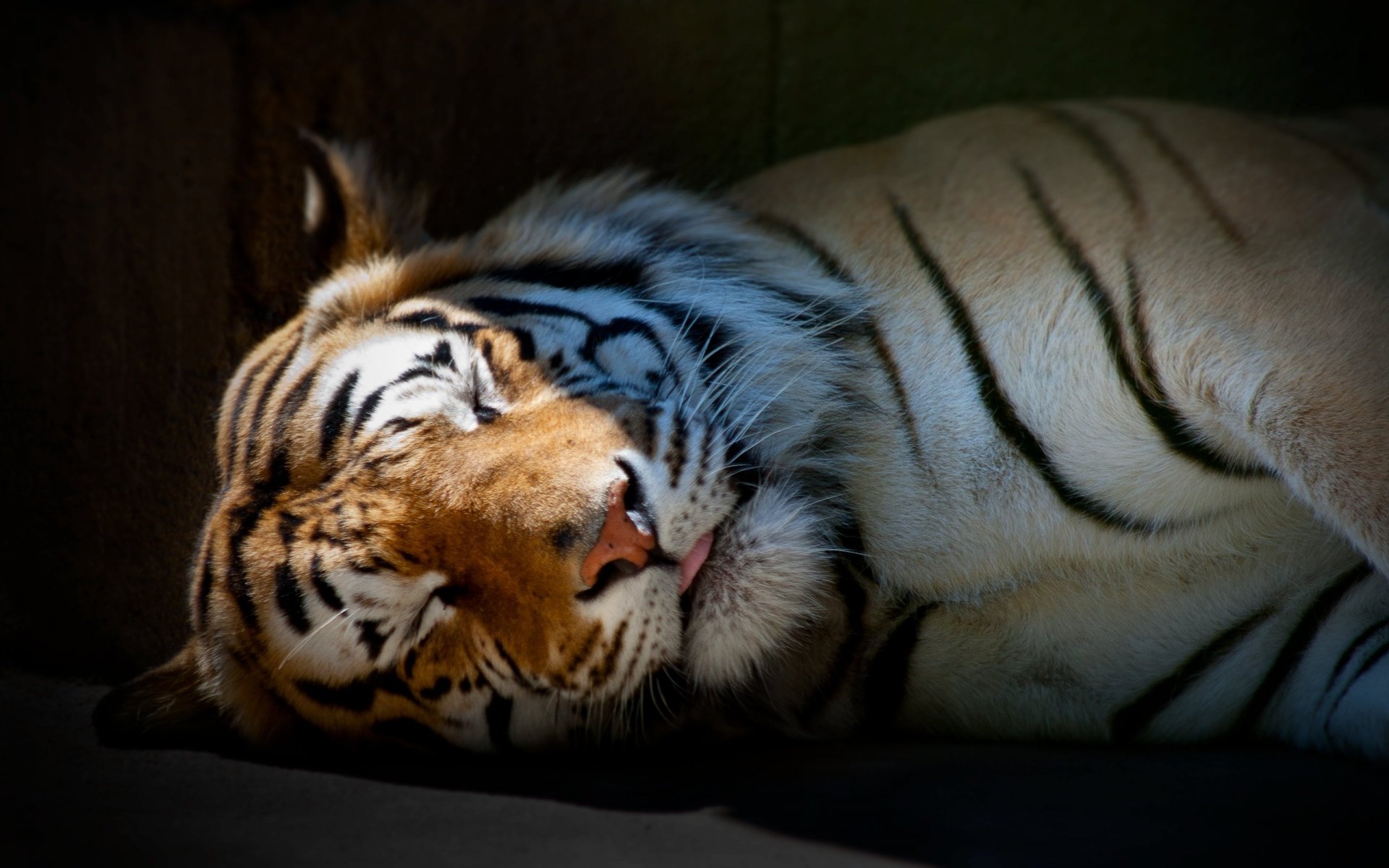 tiger sleeping wallpaper animals predators sleep cat