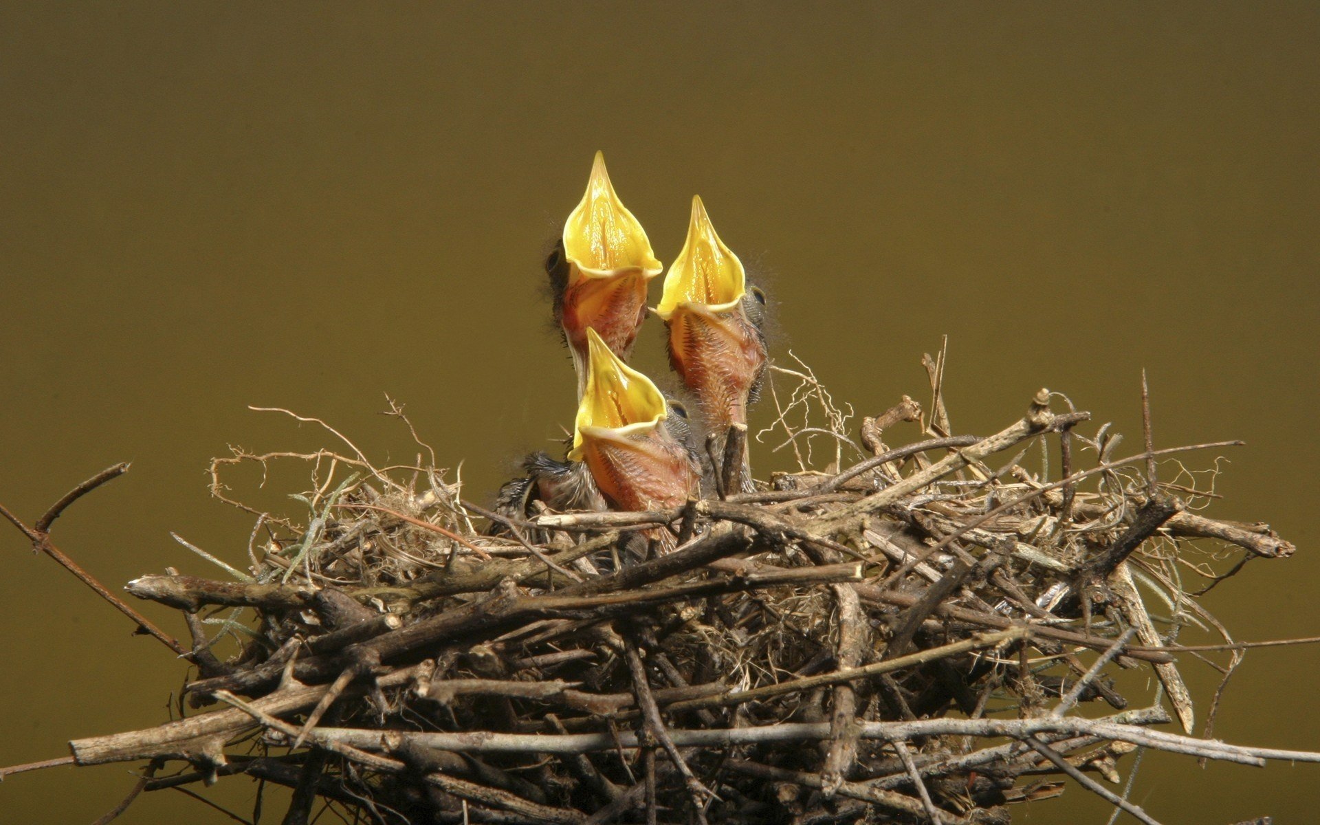 chicks beaks nest twigs birds bird