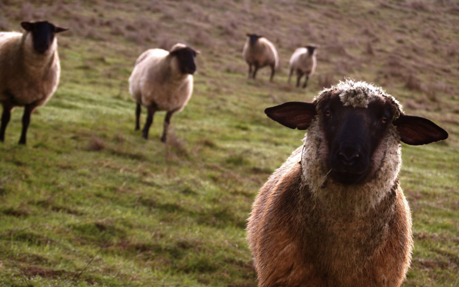 moutons museau noir pâturage ongulés