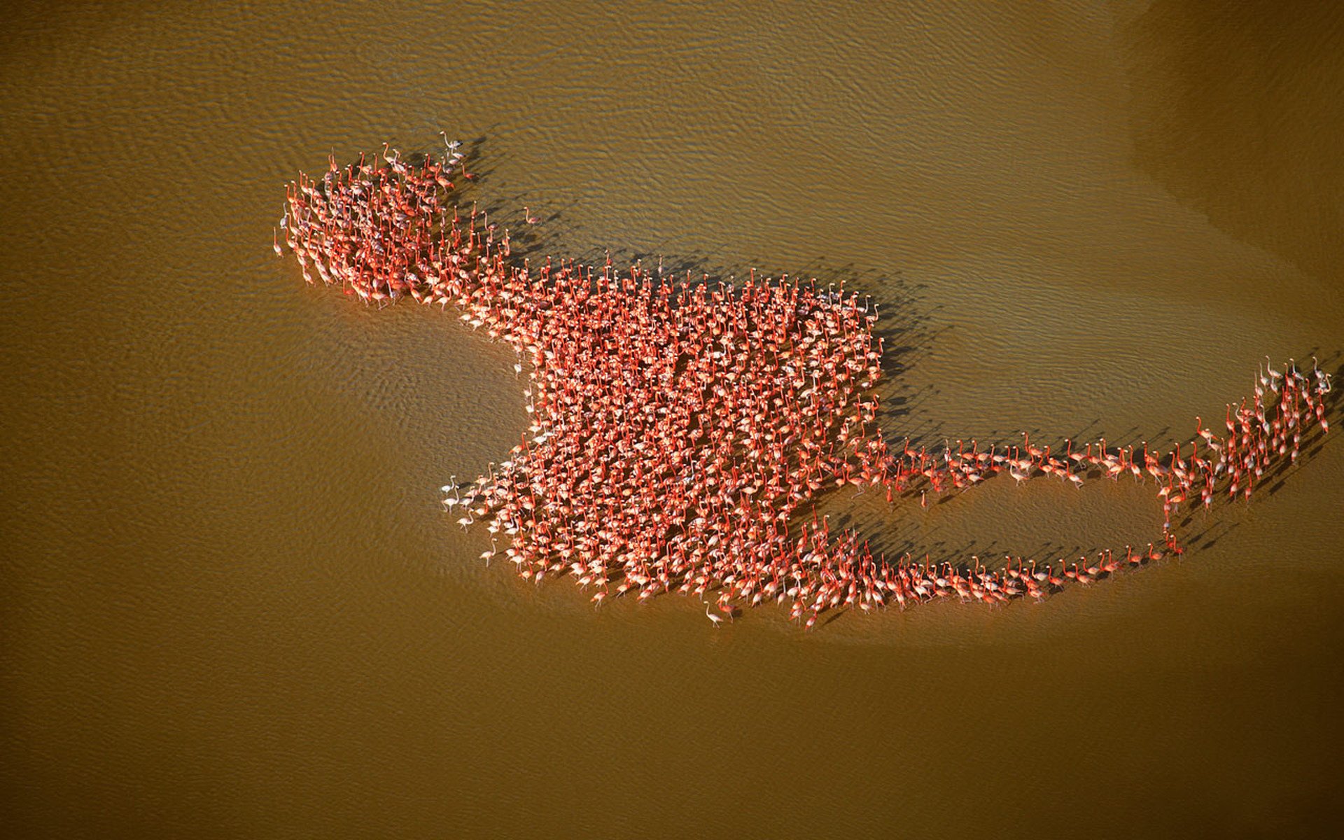 flamingos menschen collage