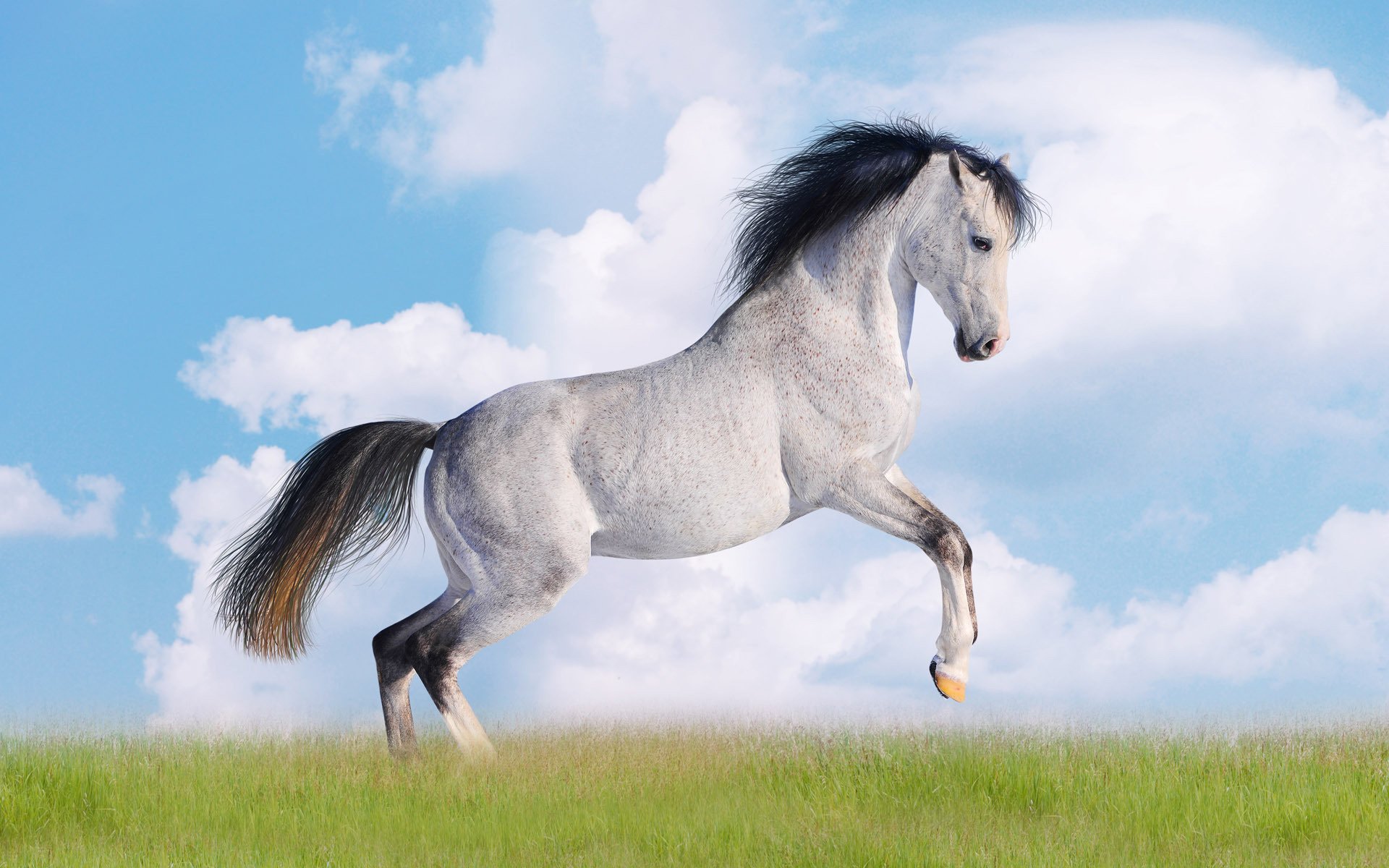 dans le sarrasin cheval blanc crinière noire herbe ongulés ciel nuages force gris