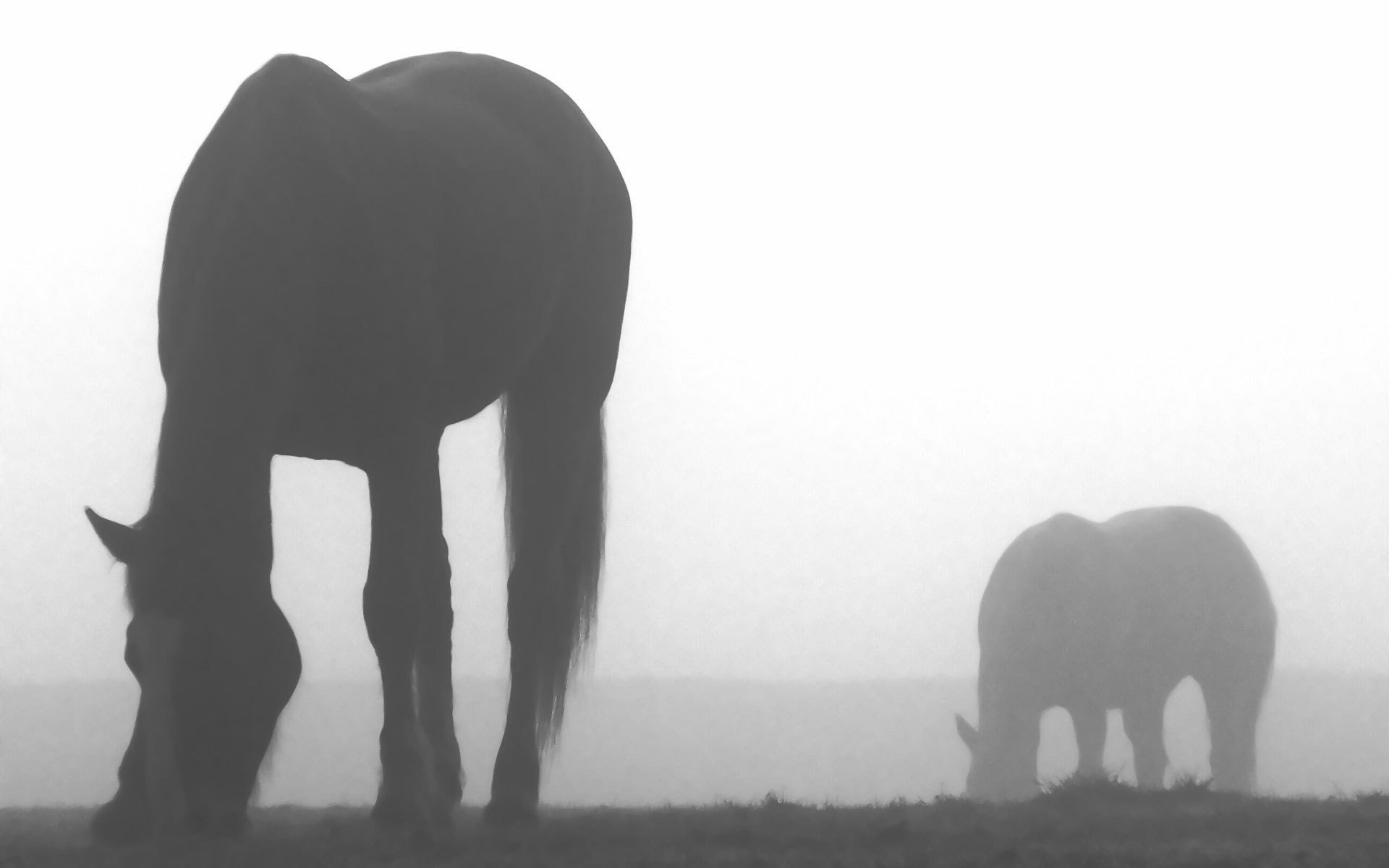 nebbia cavalli grigio ombre ungulati terra cielo grigio sagome bianco e nero