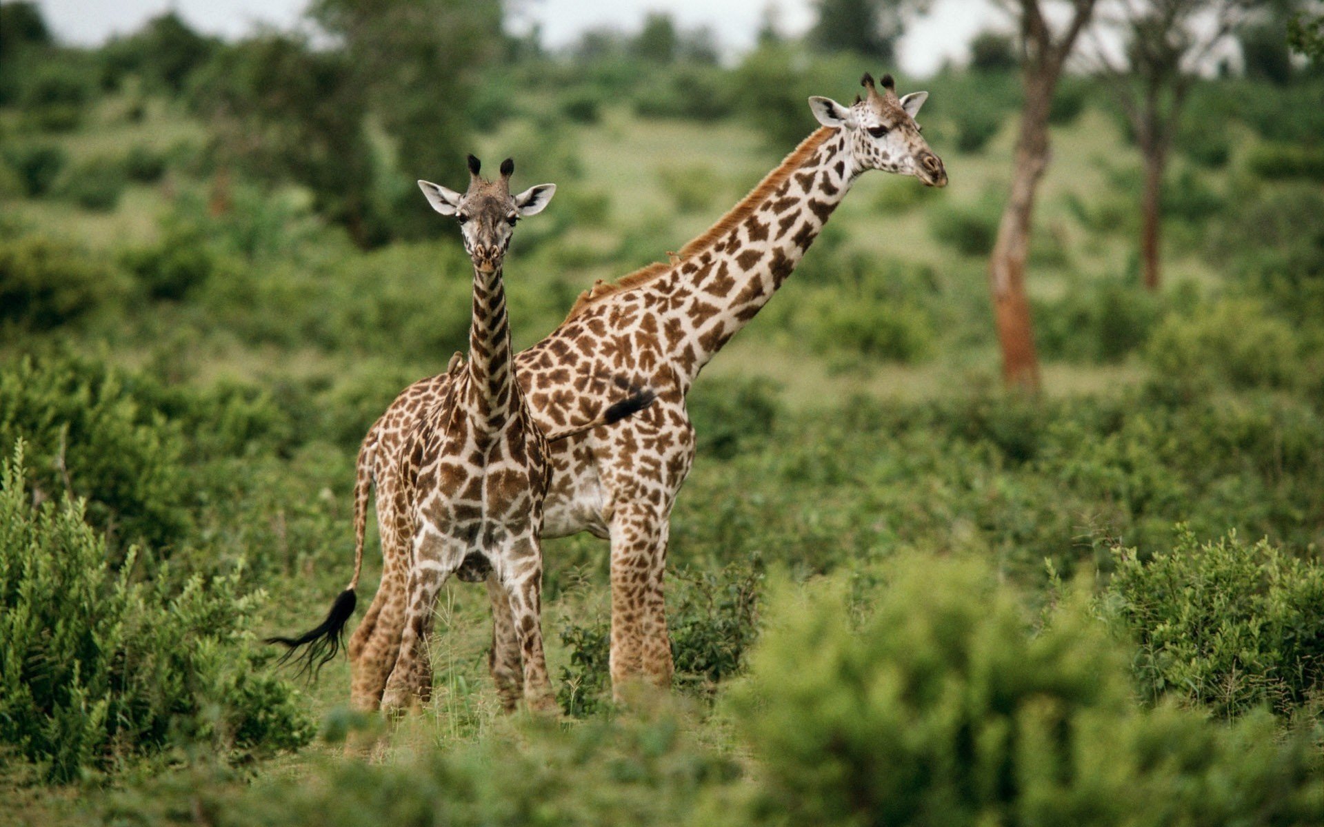 giraffe erba verde natura ungulati vista