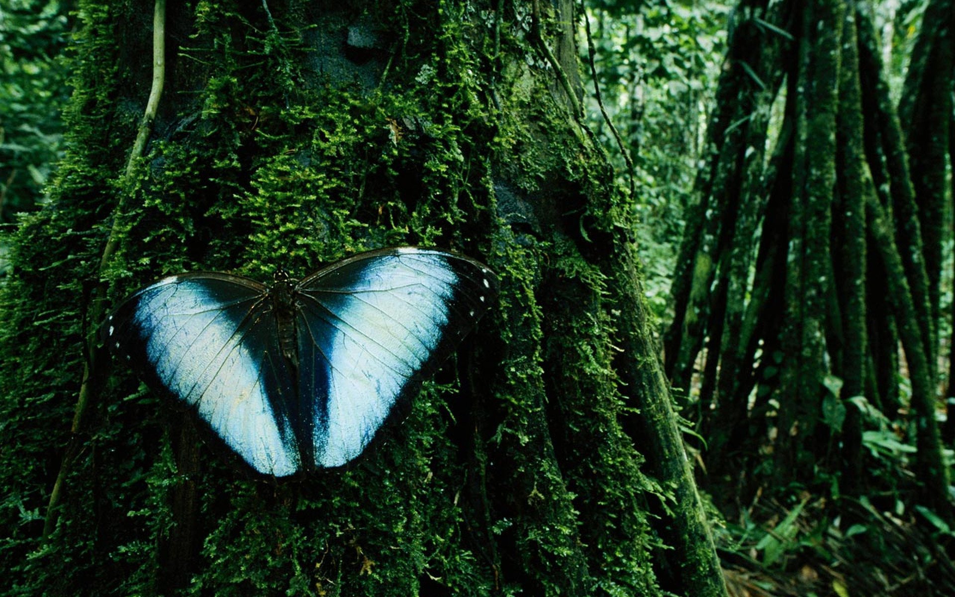 grüne zweige wald schmetterling blaue flügel insekten