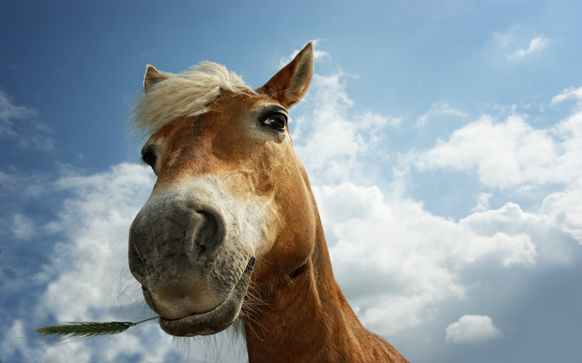 face horse grass in the mouth closeup sky clouds ungulates face photo close mane eyes background look