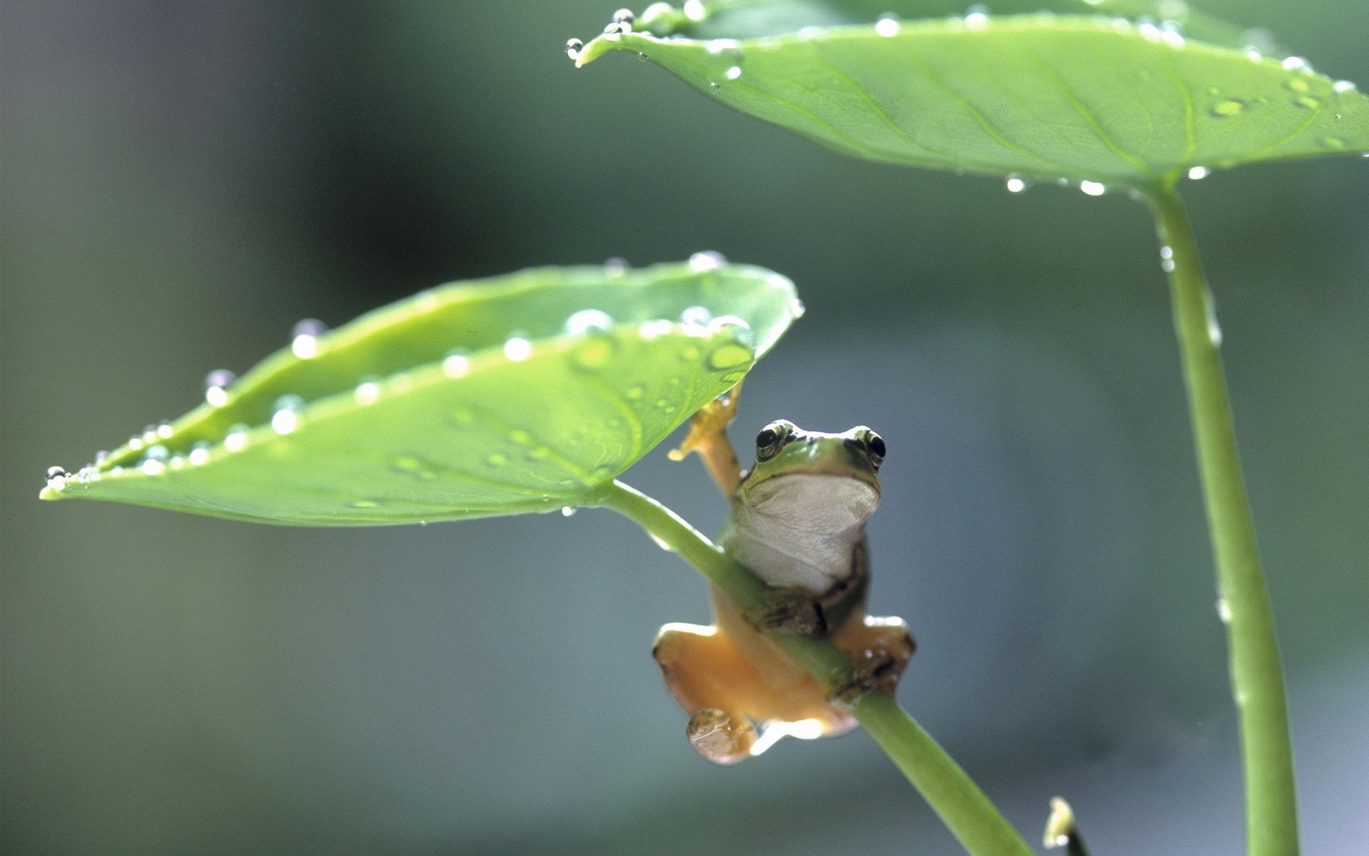 grenouille intelligente tige feuilles vertes gouttelettes d eau amphibiens gros plan vue