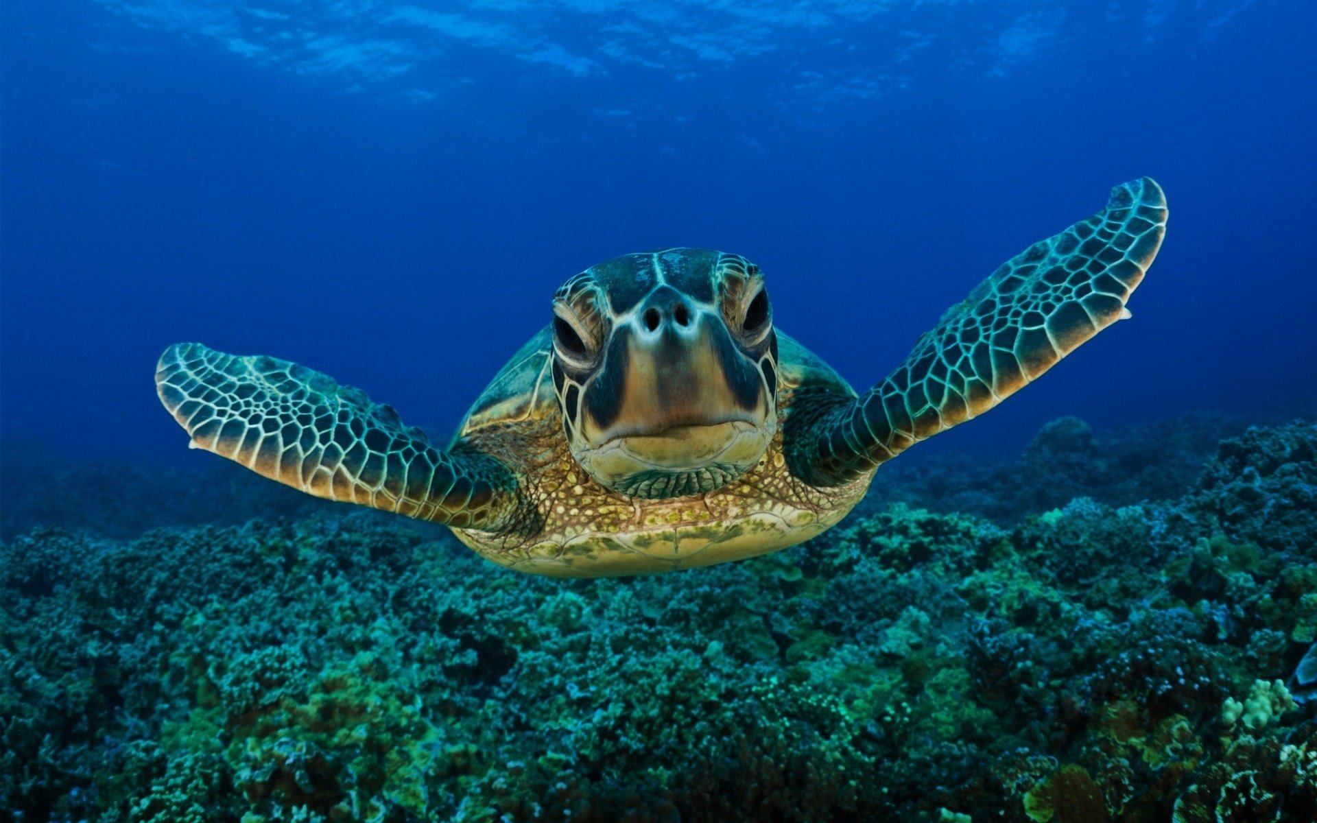 museau de tortue fond marin bleu carapace amphibiens monde sous-marin