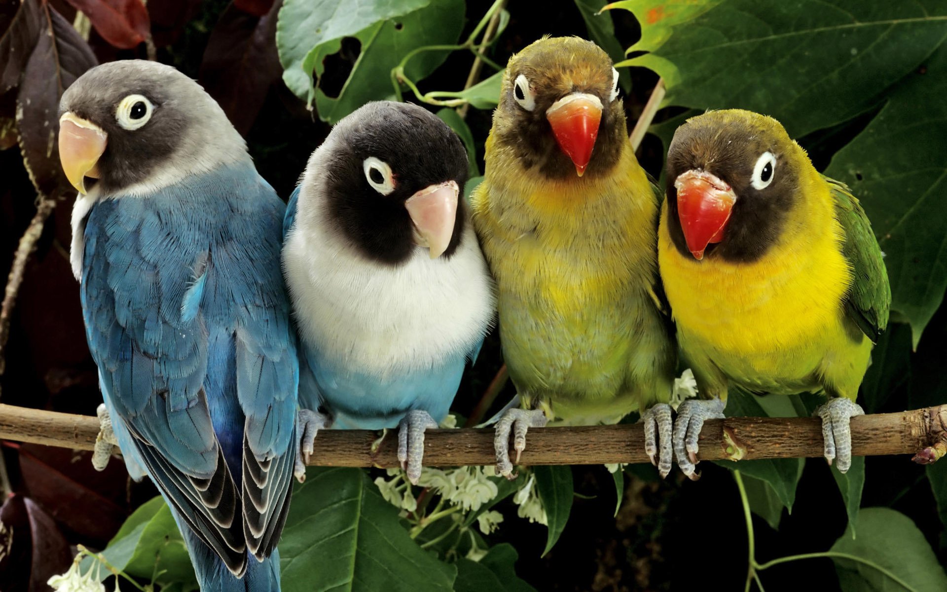 verschiedene farben papageien auf einem ast maskierte tauben süße vögel zweig blätter federn gefiederte tauben