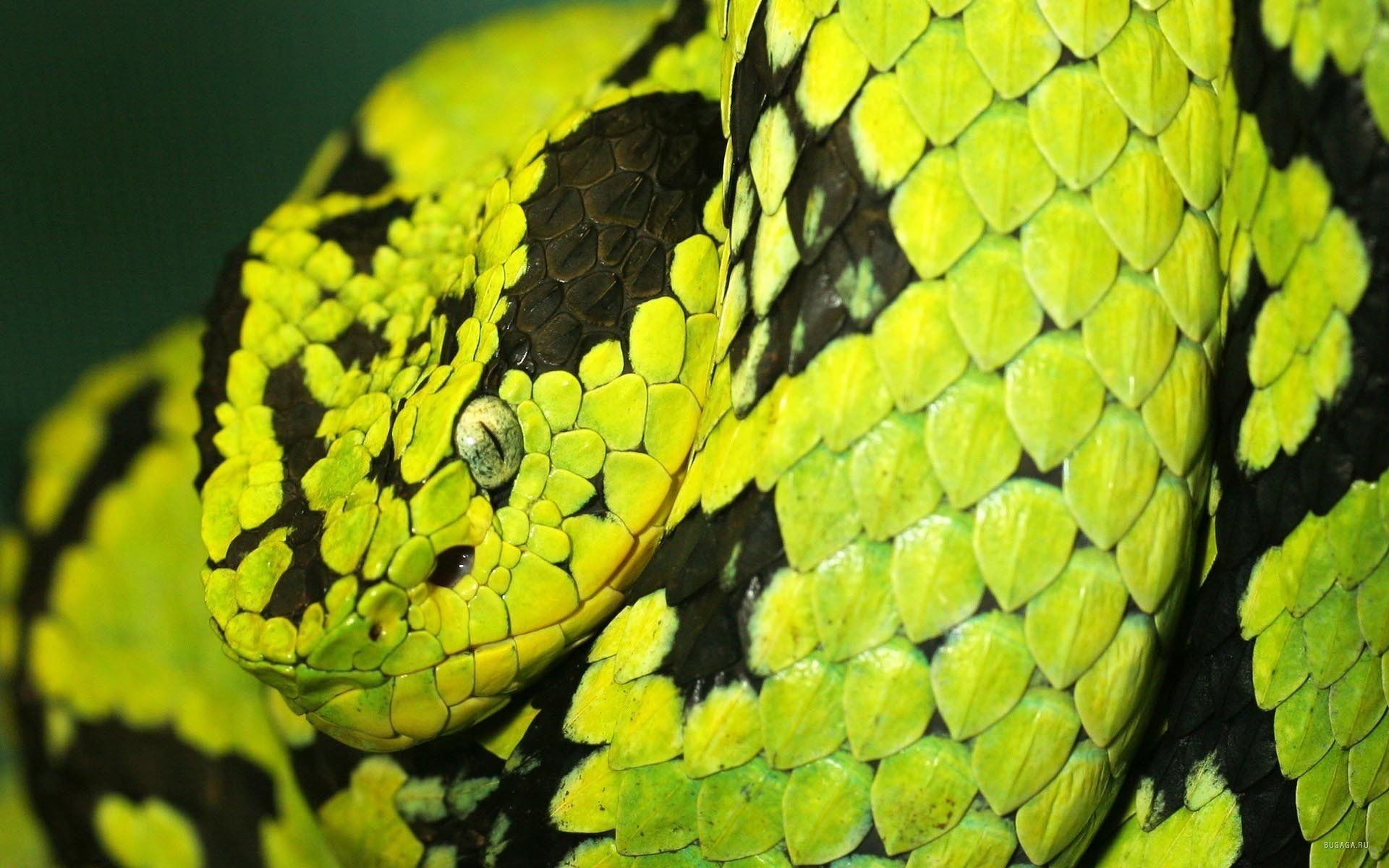 belleza verde claro mirada impresionante serpiente plazun plazun macro